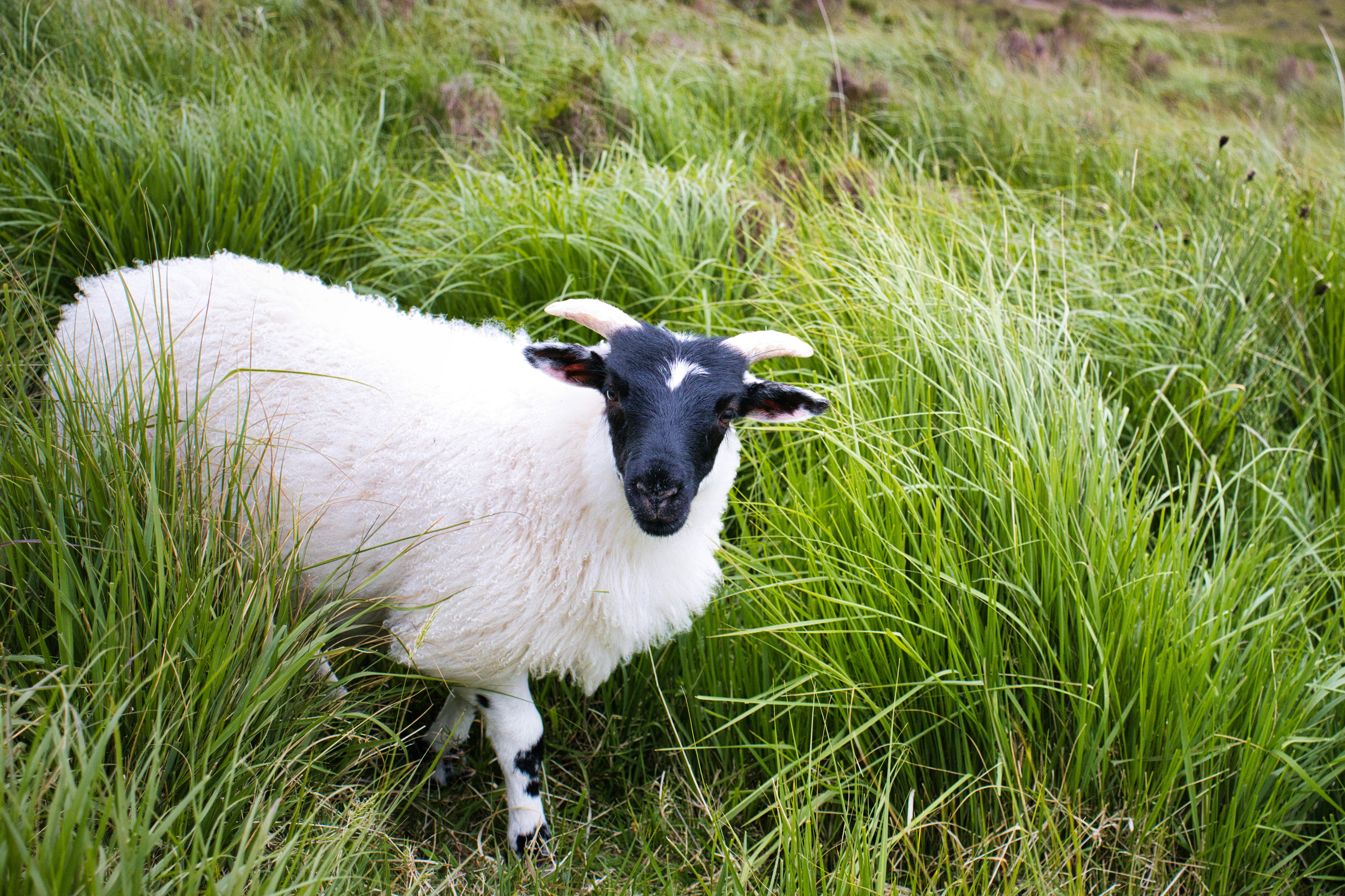 Photo by paws_and_prints