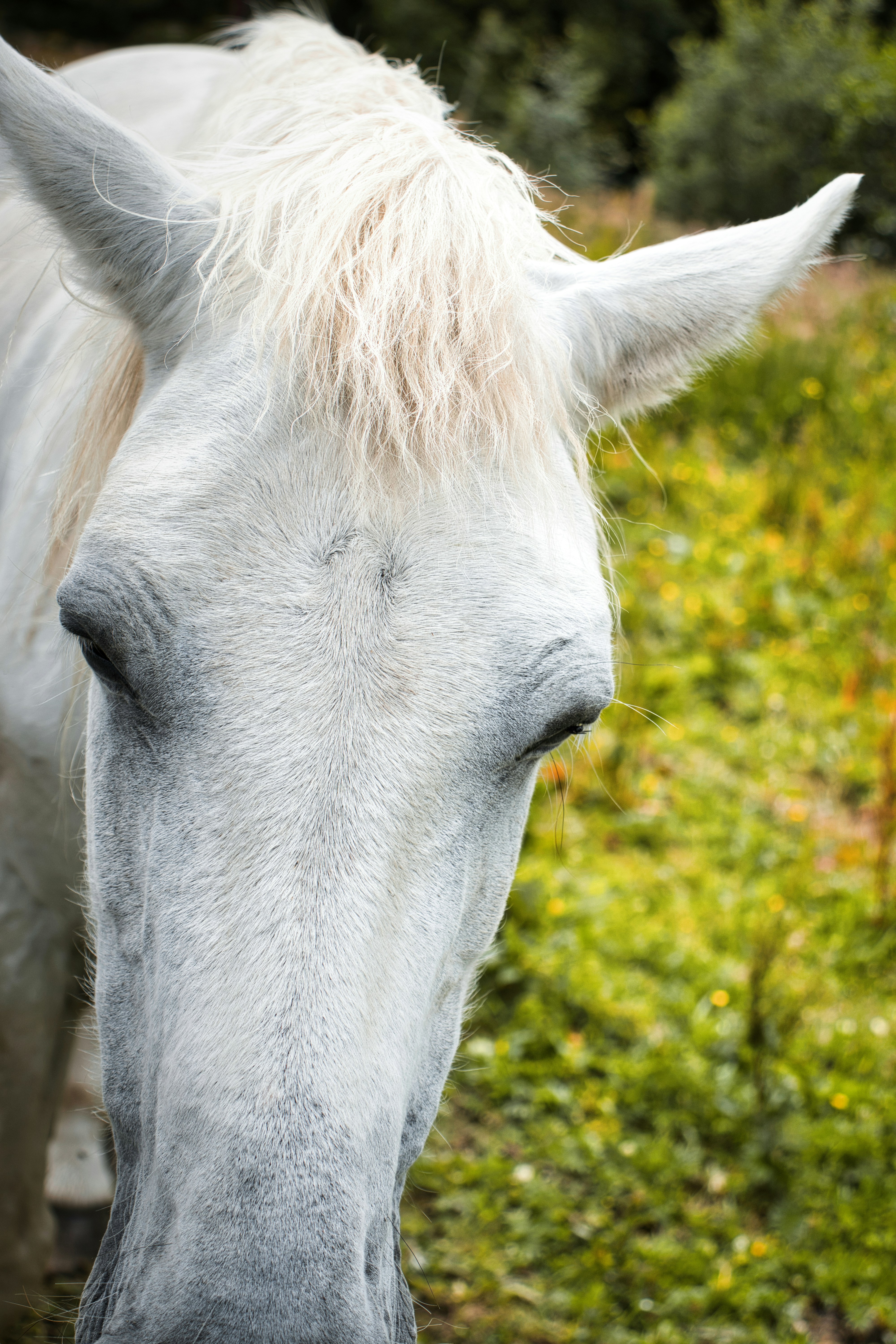 Photo by paws_and_prints