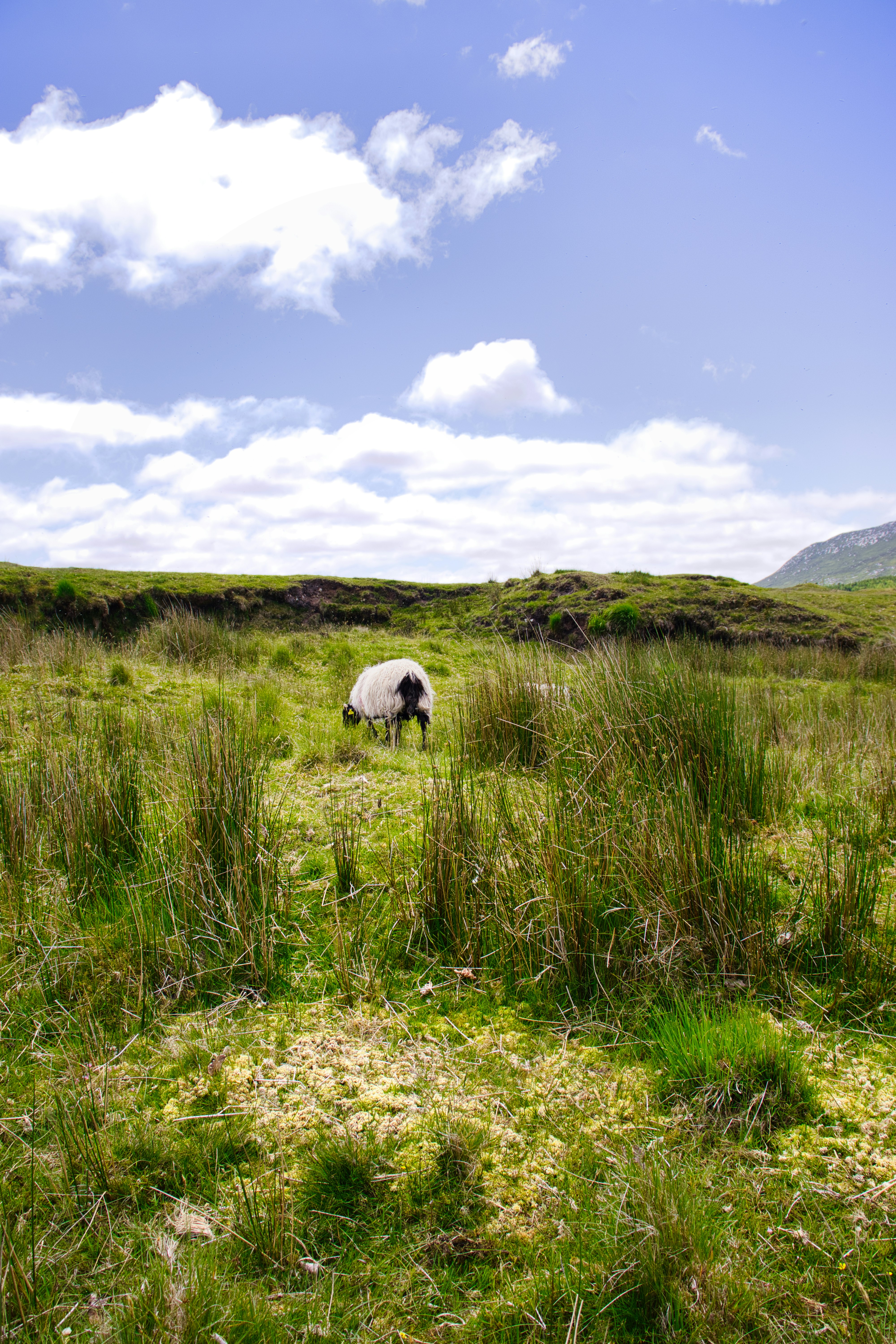 A lone sheep grazes in a grassy field.