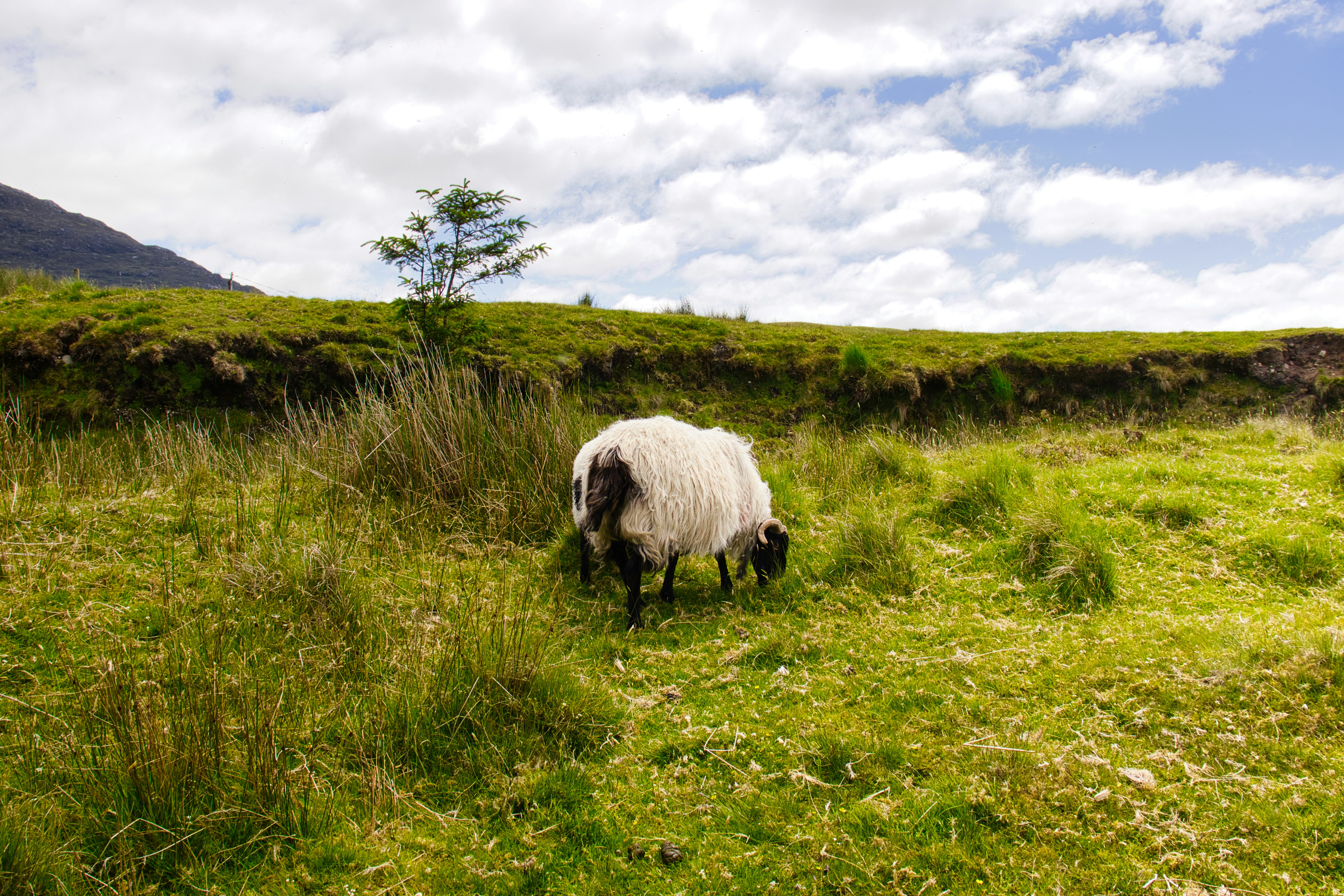 Photo by paws_and_prints