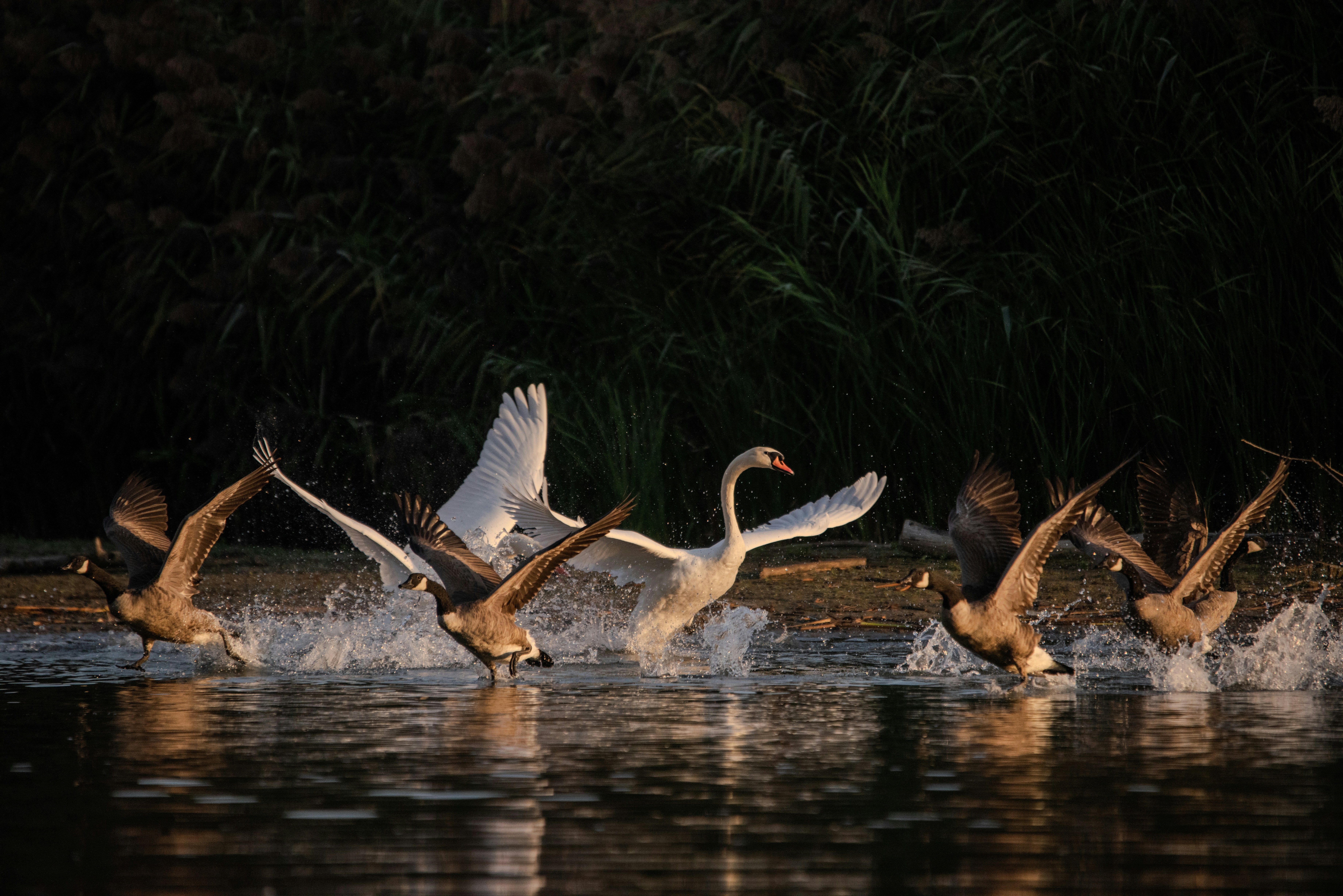 Photo by justynazielinska654