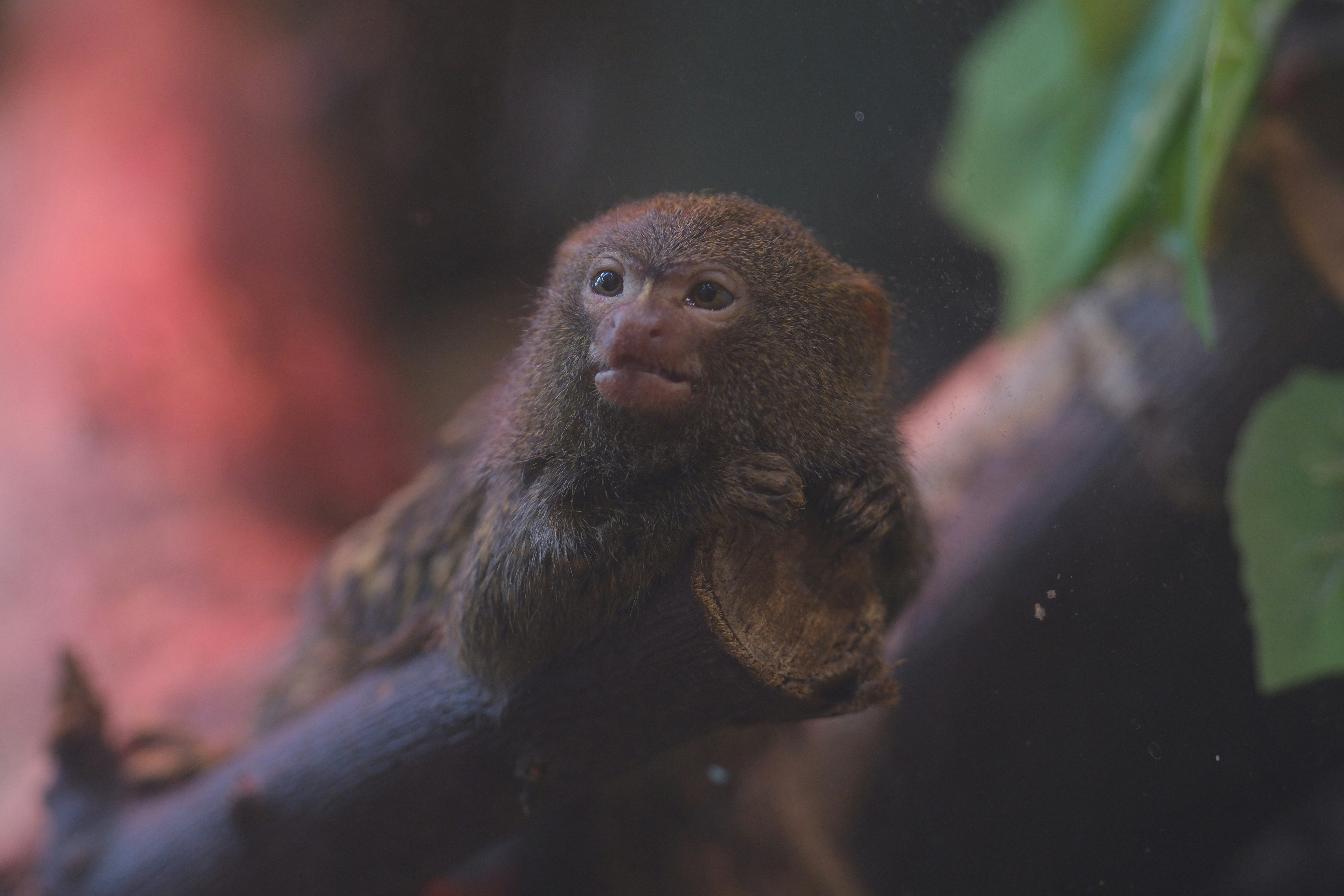 Ein kleiner Affe sitzt auf einem Ast.