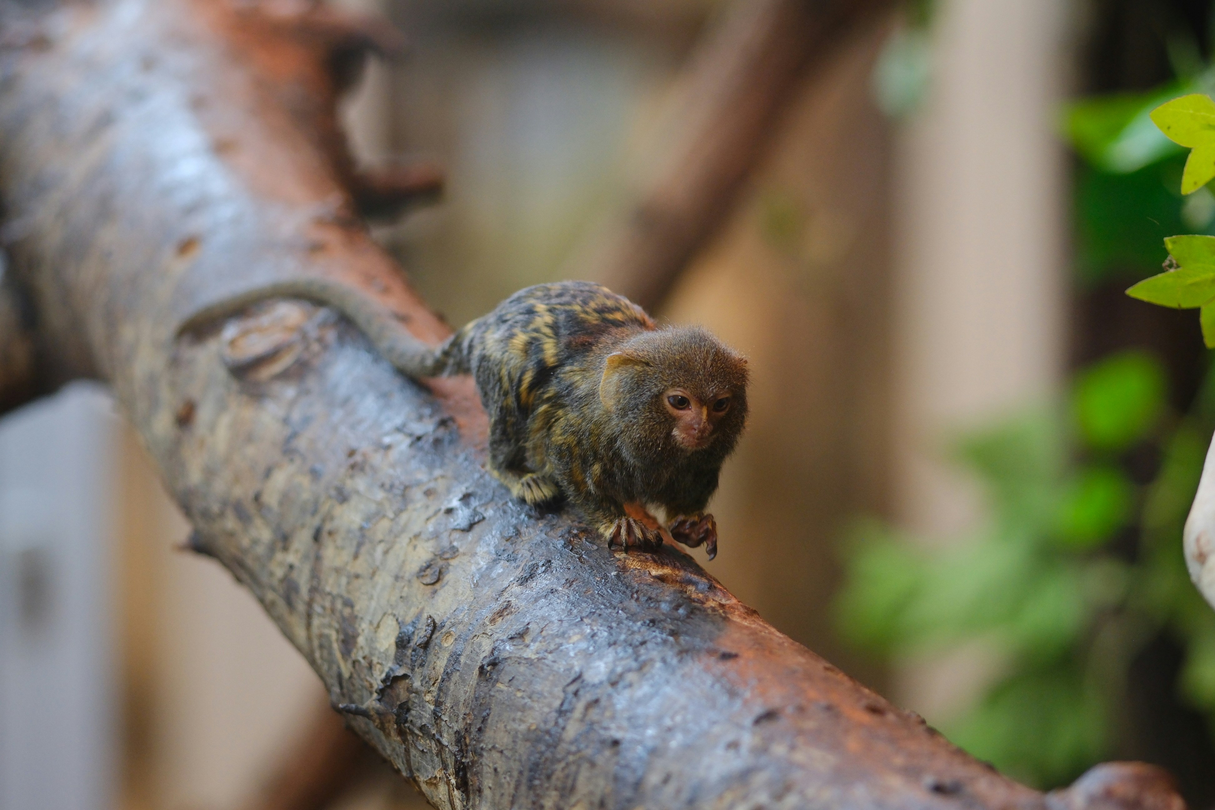 Ein winziges Äffchen, das auf einem Ast sitzt.