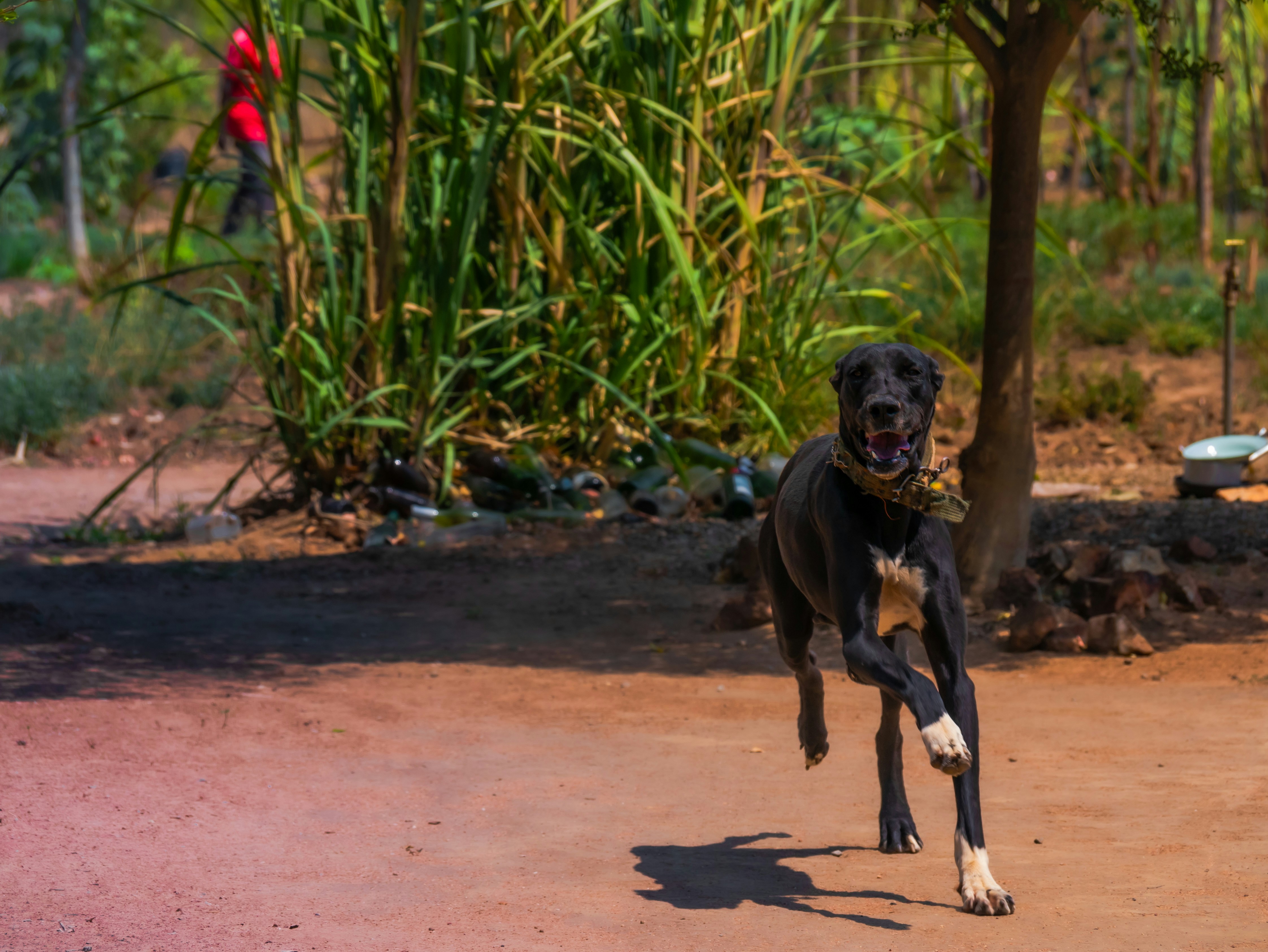 Why Physical Activity Matters for Sound-Sensitive Dogs