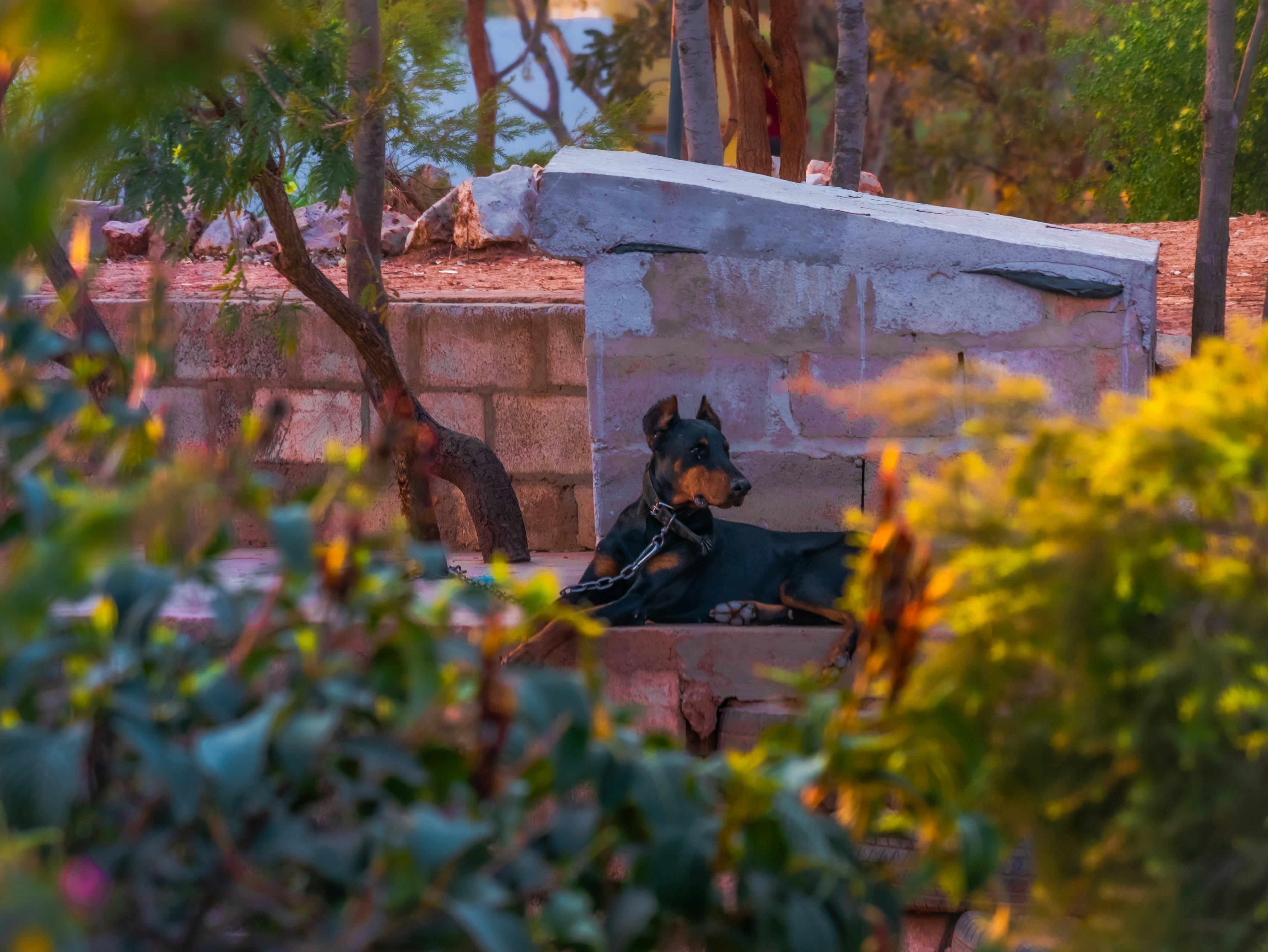 Pet caregiver reviewing safety standards