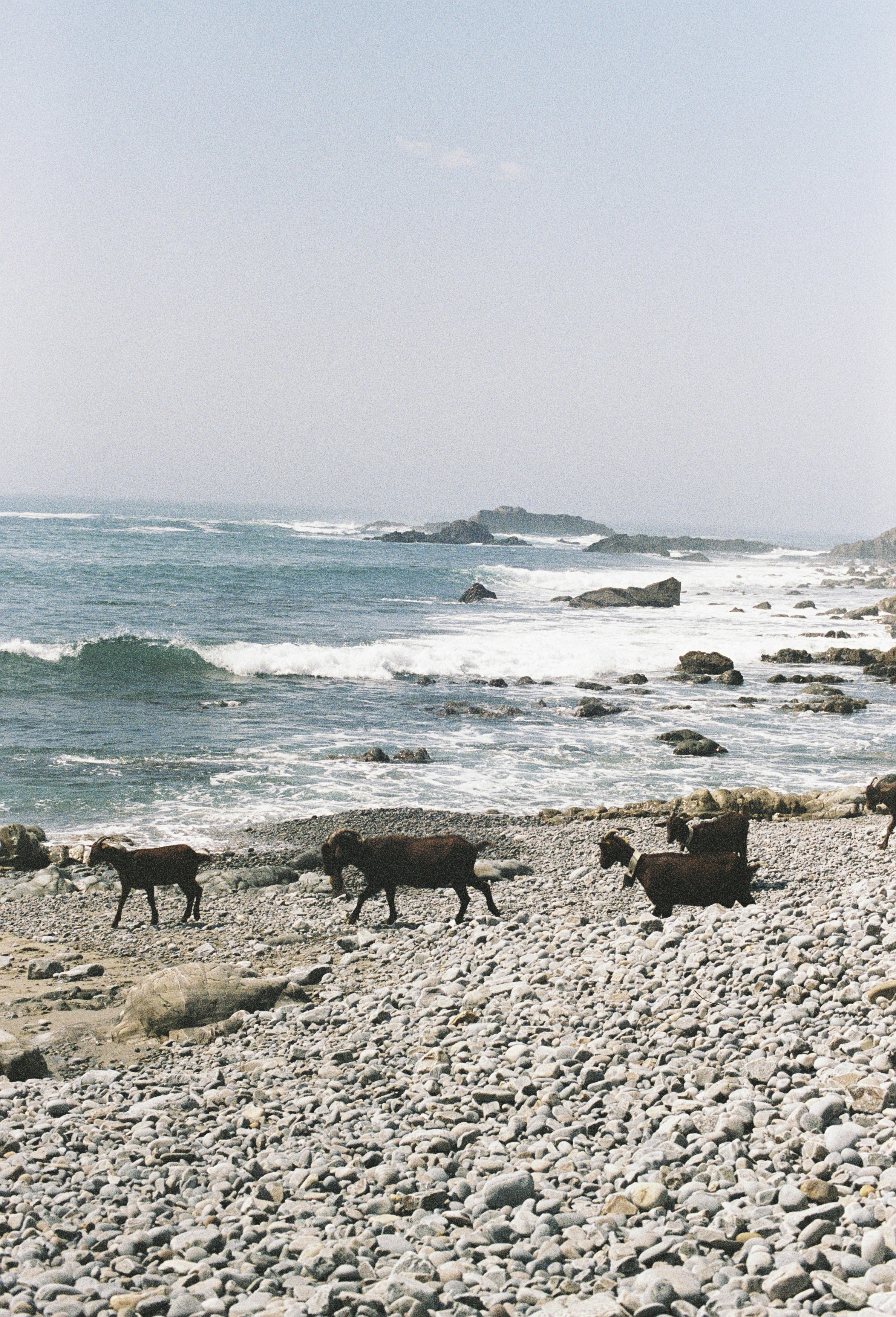 Goats walking on a rocky beach by the ocean