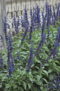 Tall spikes of blue flowers bloom in green foliage.
