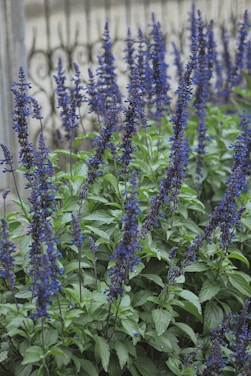 Tall spikes of blue flowers bloom in green foliage.