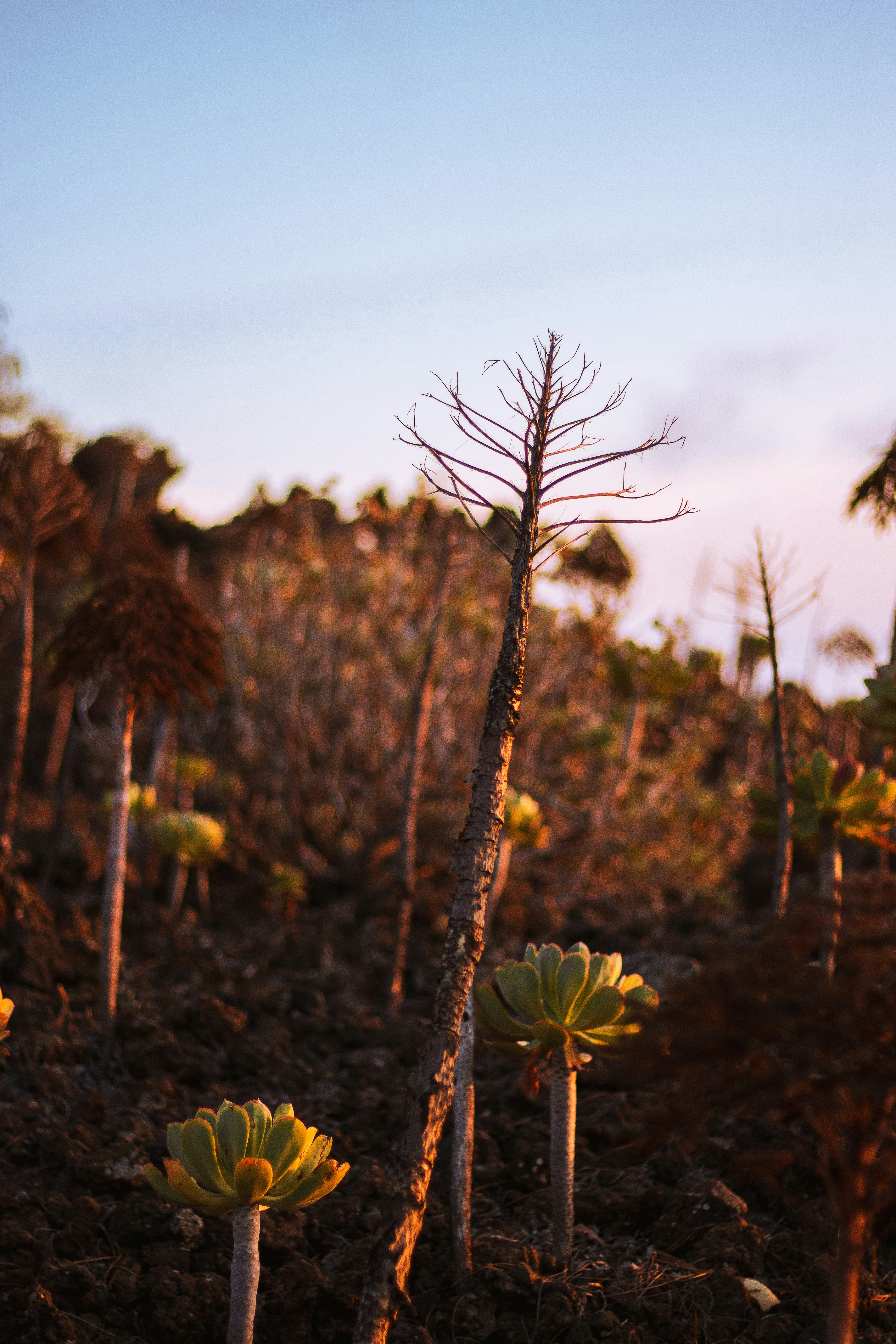 Dry trees and succulents on rocky terrain at sunset