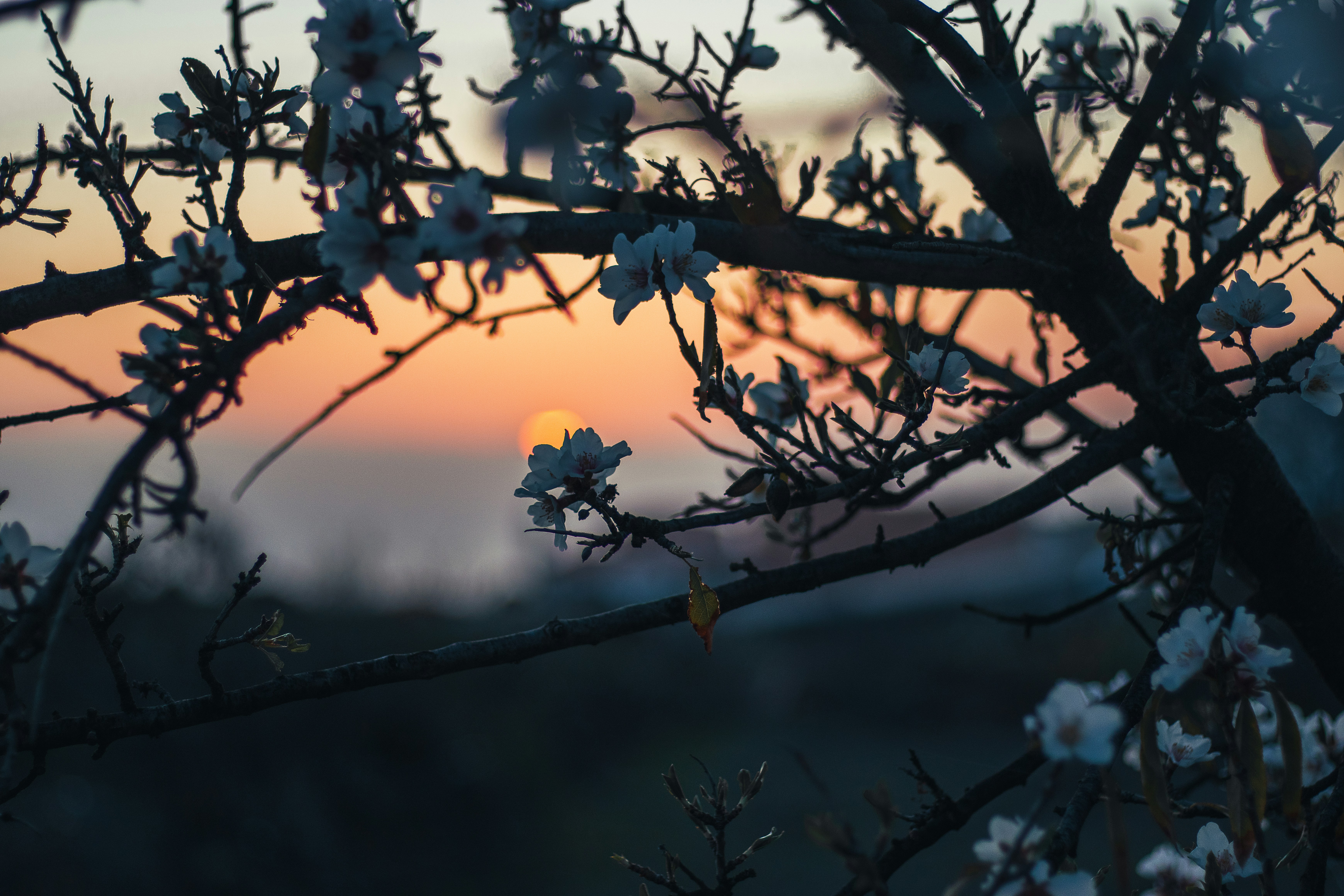 Sunset behind flowering tree branches at dusk.