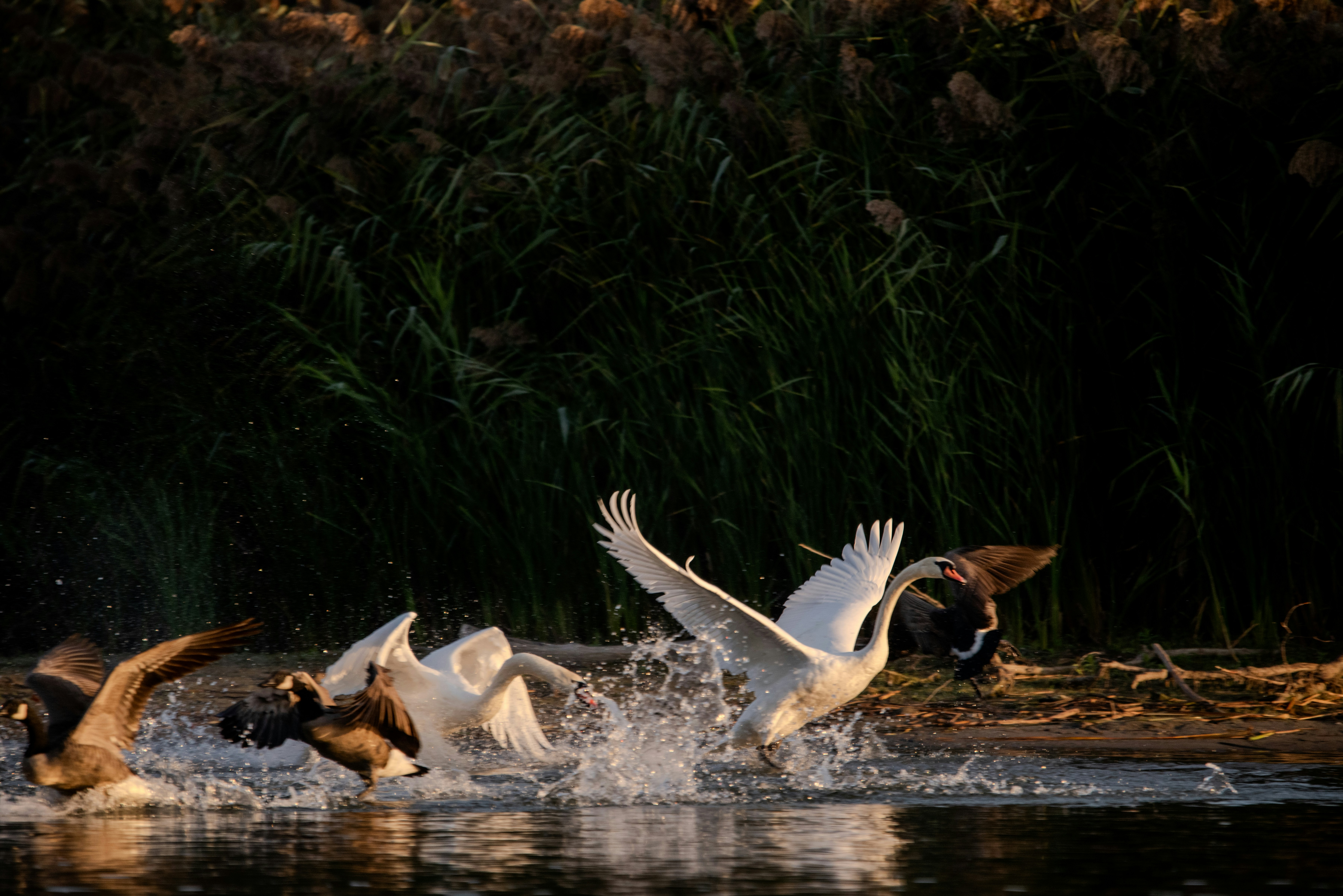 Photo by justynazielinska654