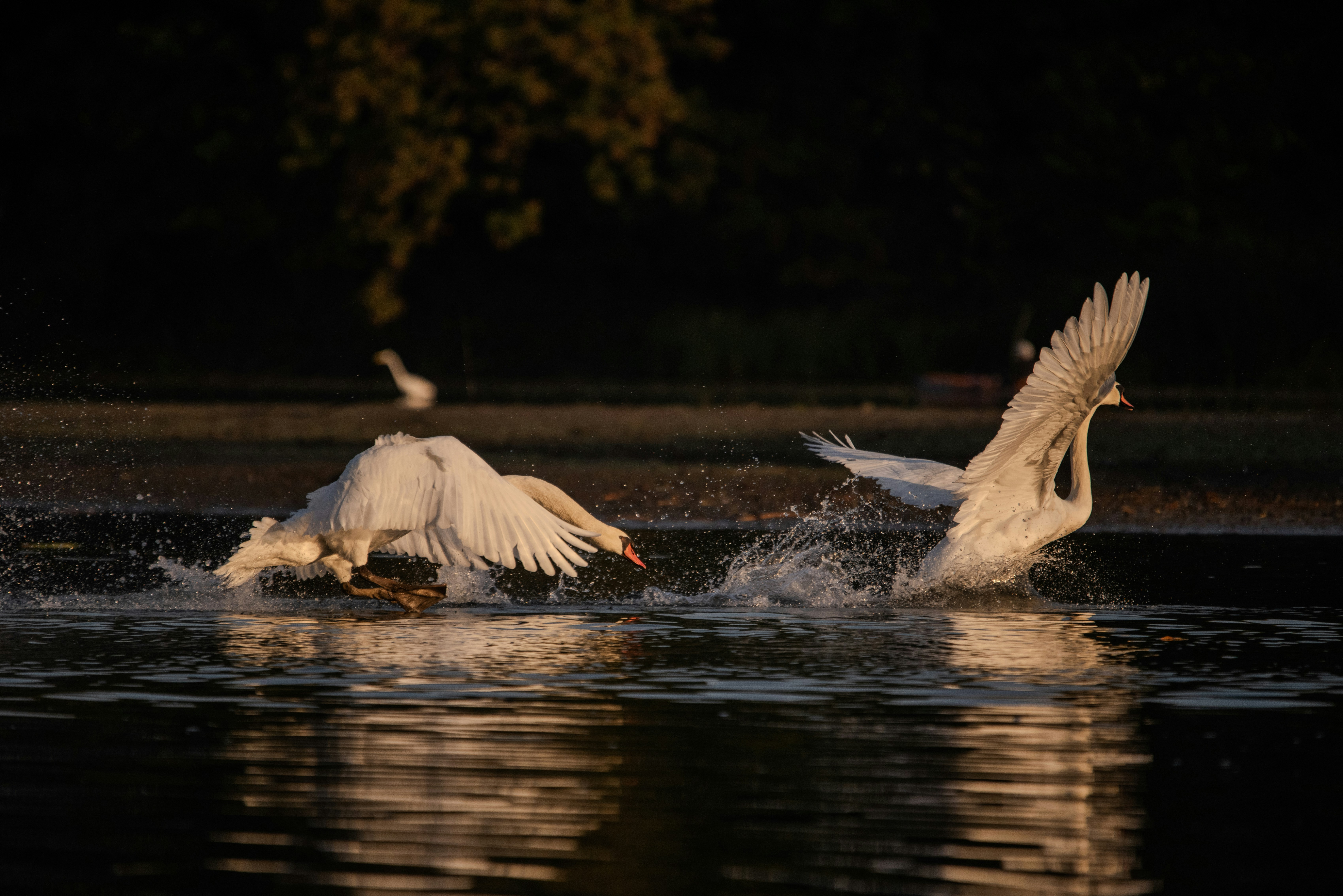 Photo by justynazielinska654