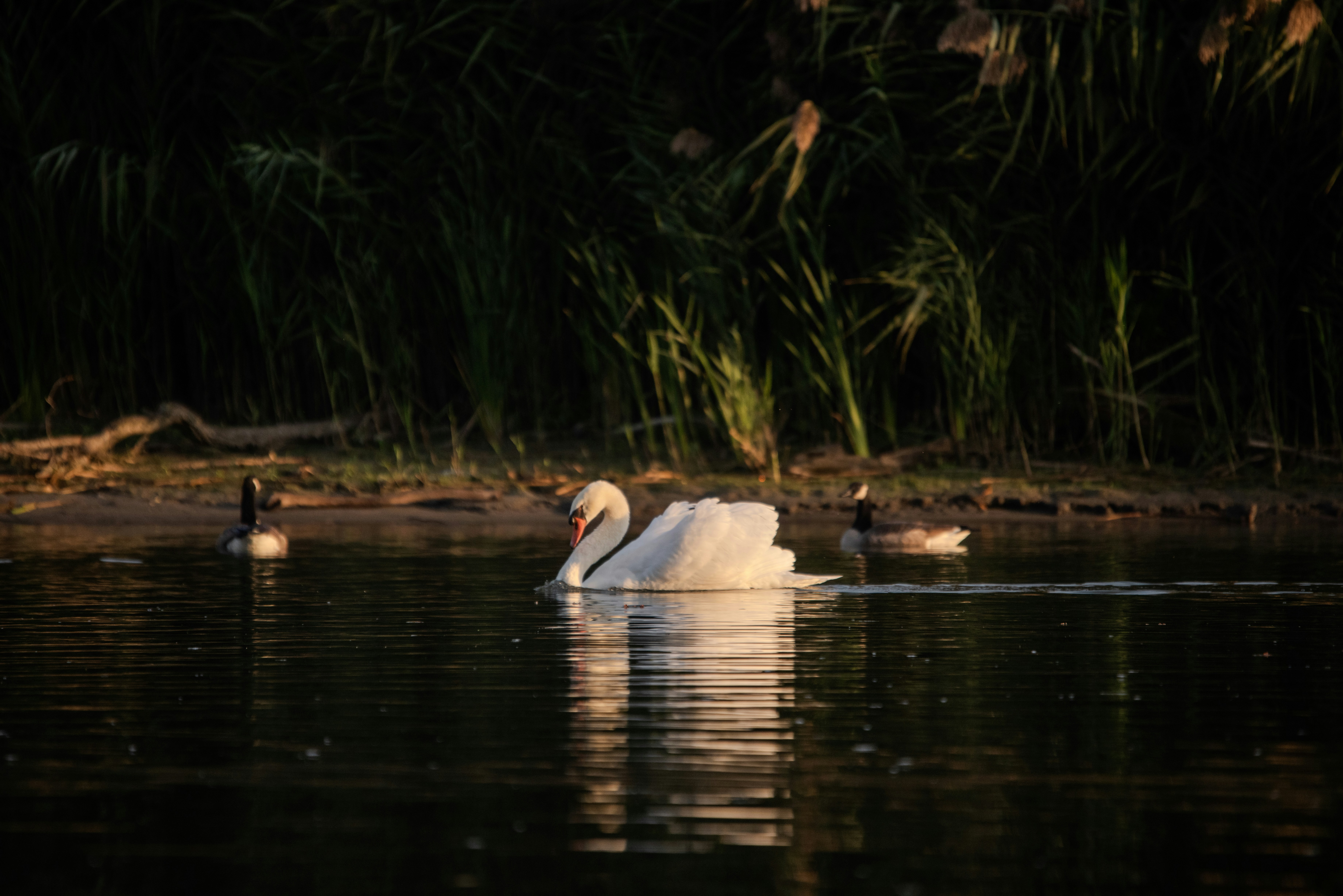 Photo by justynazielinska654