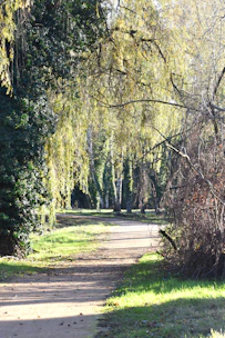 A sun-dappled path winds through a leafy forest.