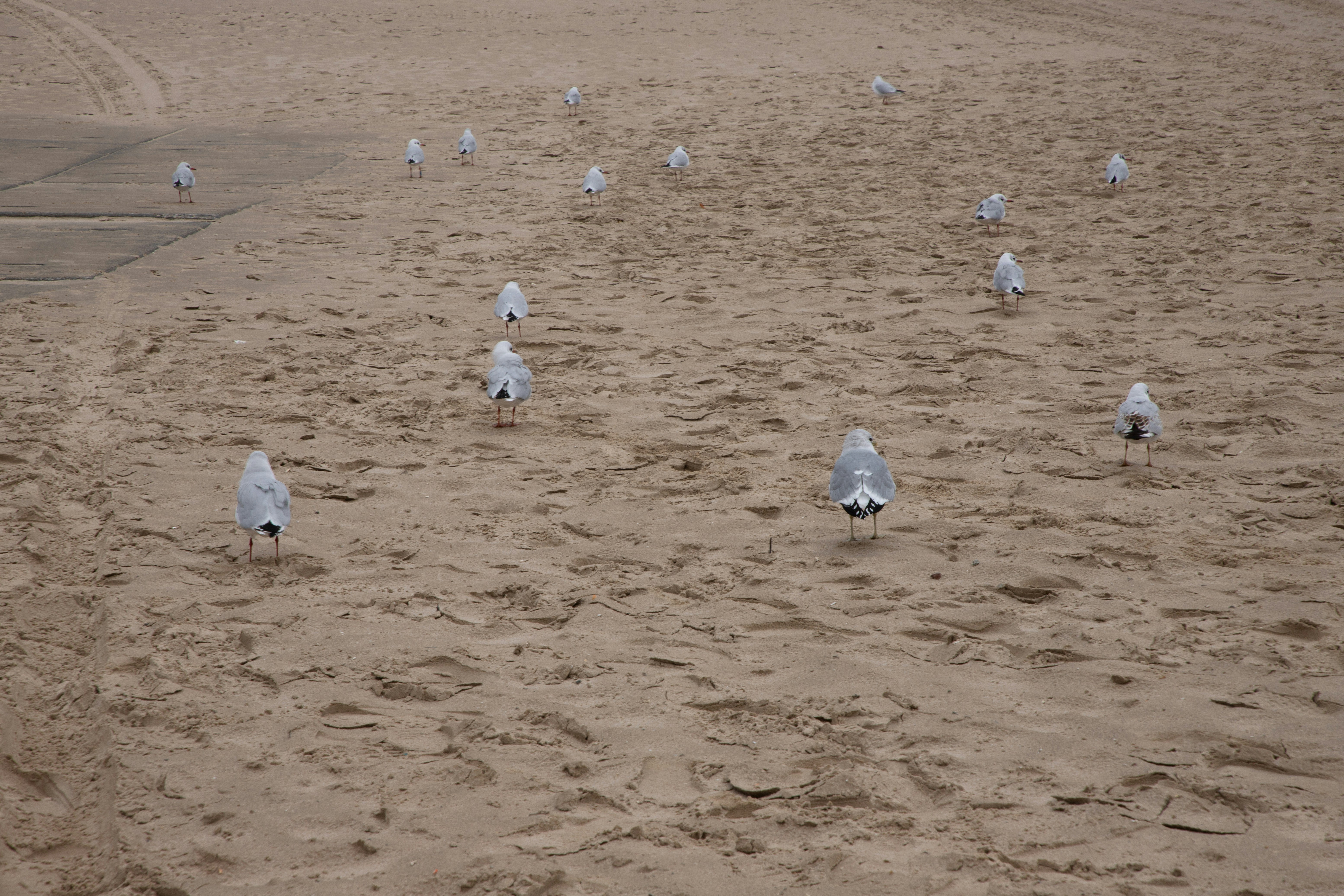 Seagulls scattered across a sandy beach.