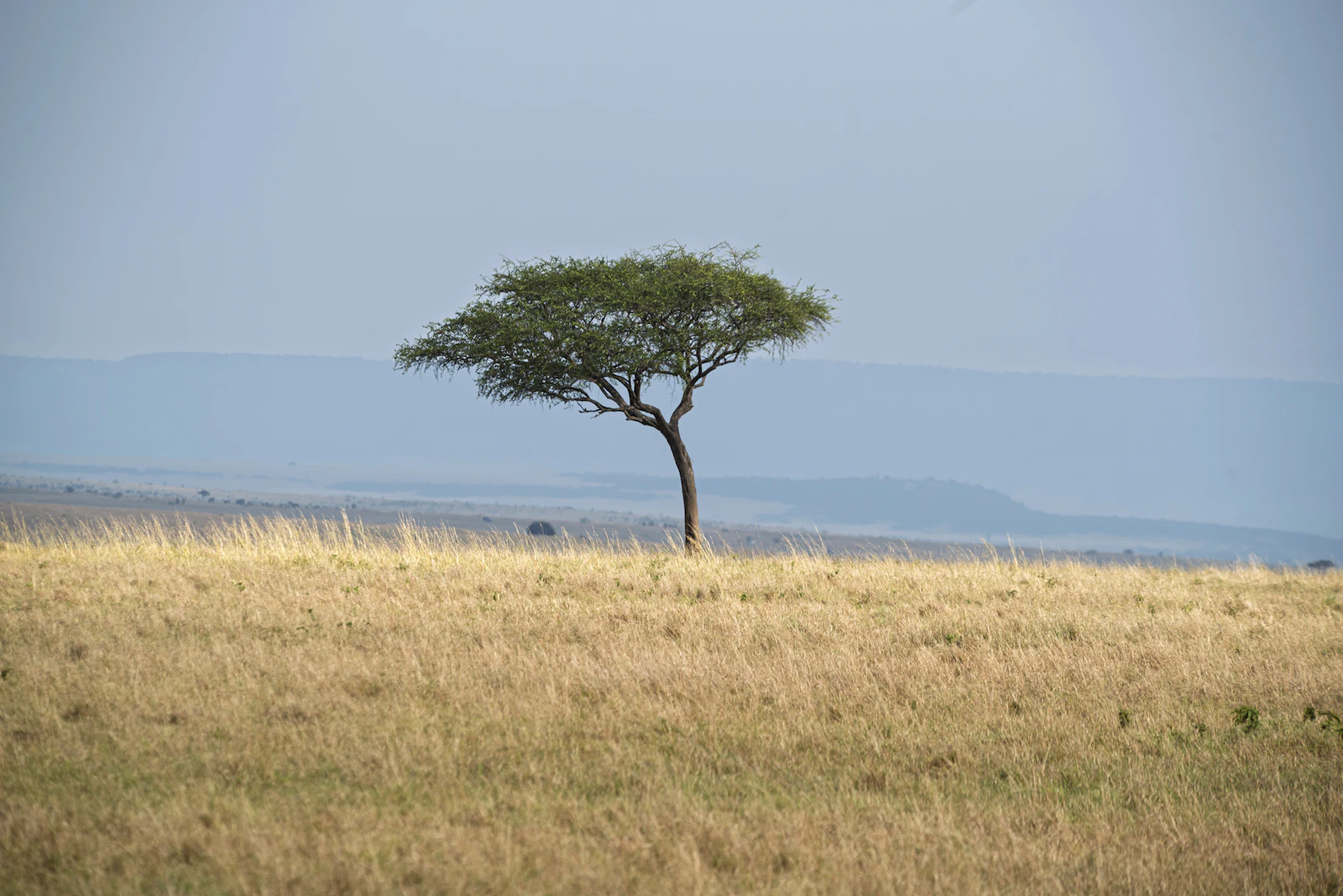 The Ritz-Carlton Masai Mara Safari Camp