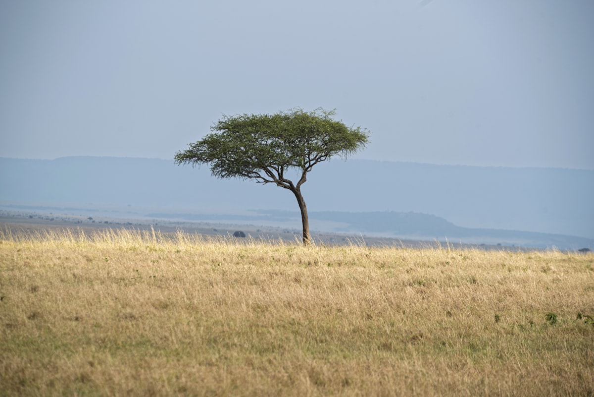 Maasai Mara National Reserve