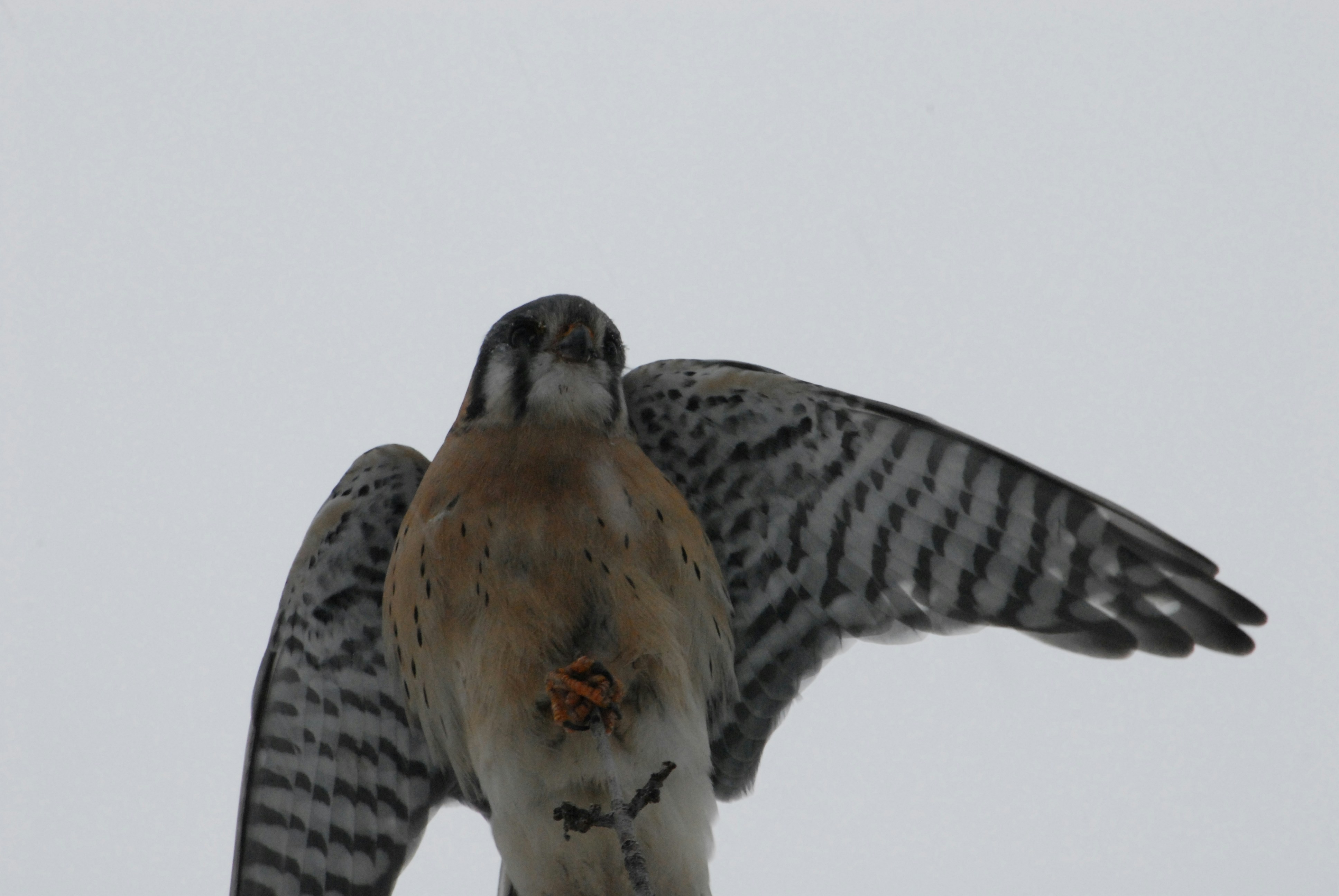 A kestrel with wings spread against a white background