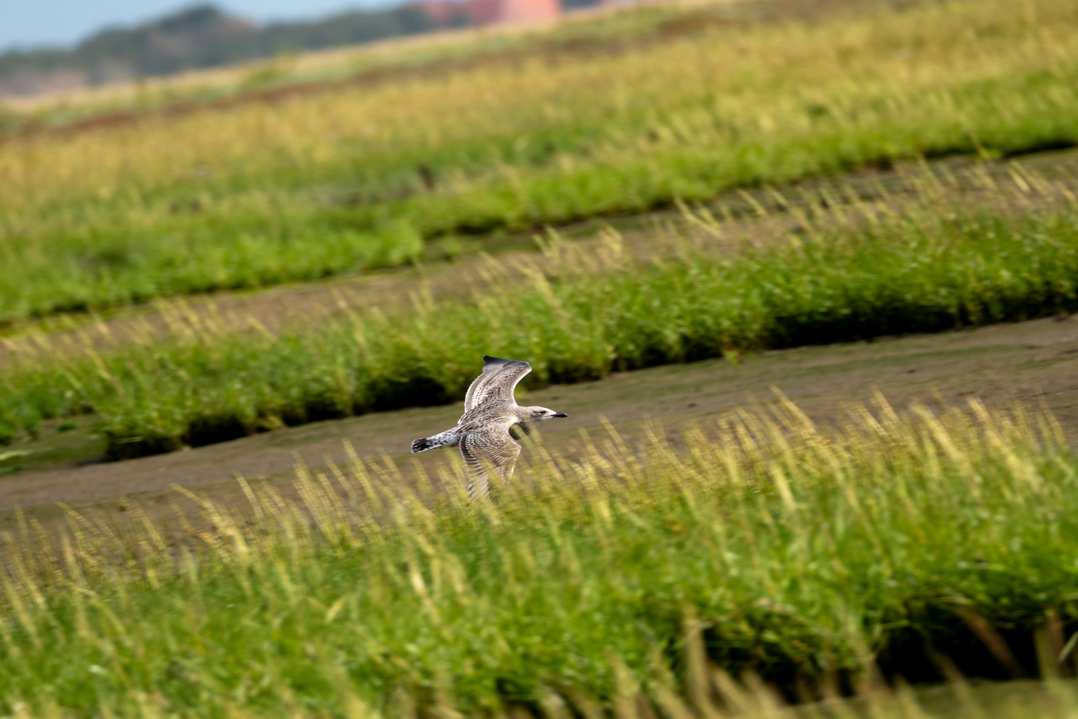 Ein Vogel fliegt über eine Wiese.