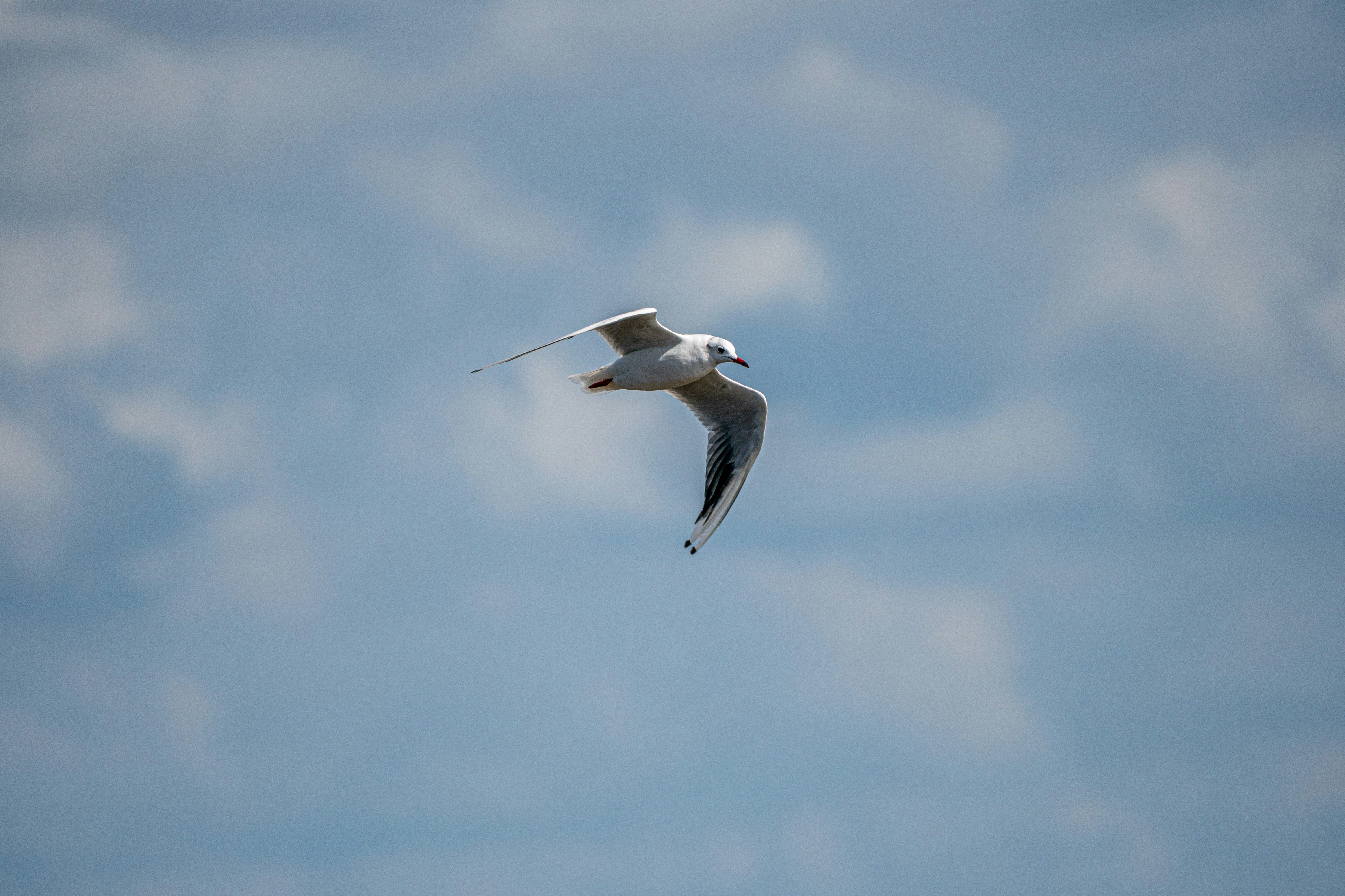 Eine Möwe, die in einem wolkenverhangenen blauen Himmel fliegt.