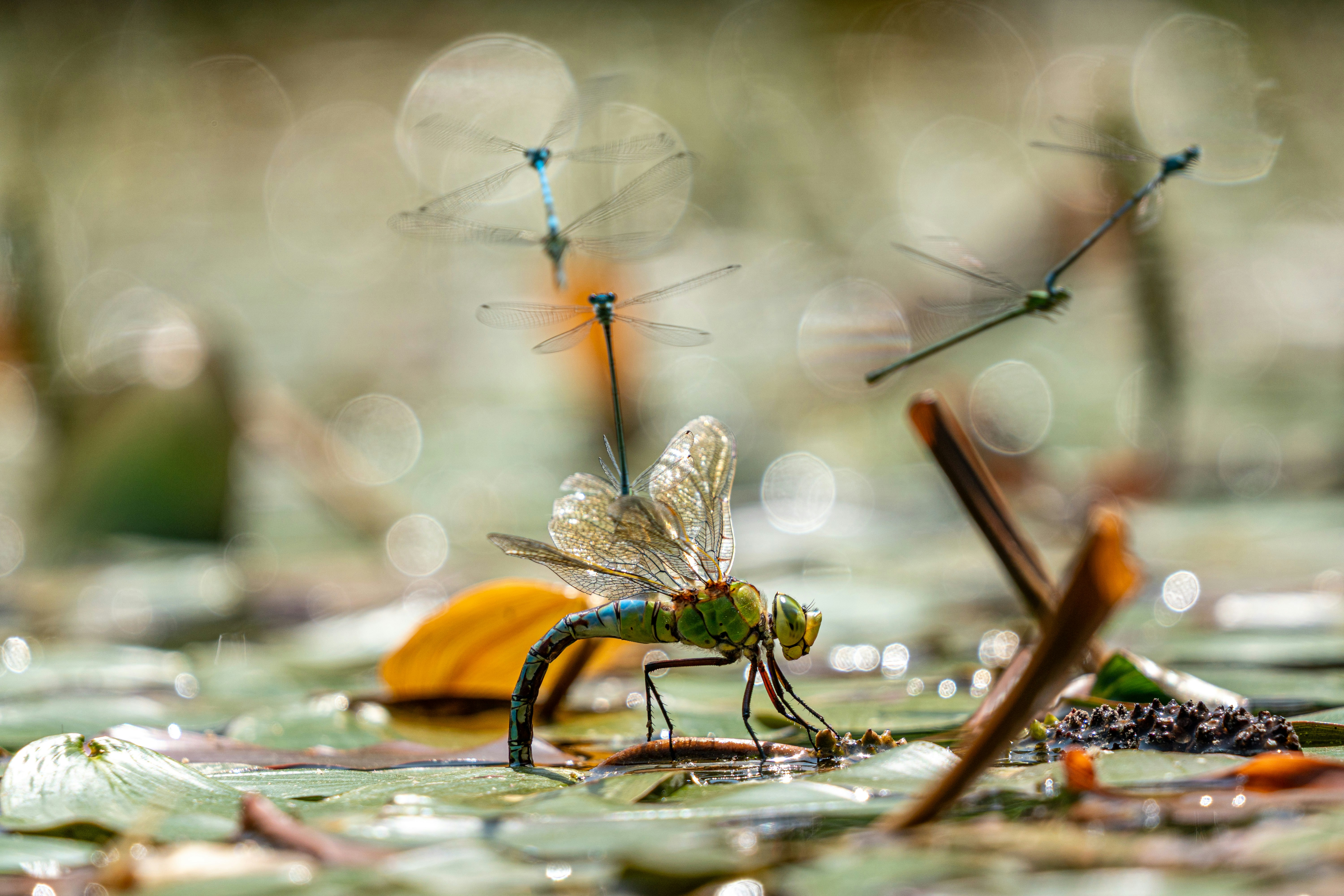 Dragonflies resting on lily pads with bokeh background