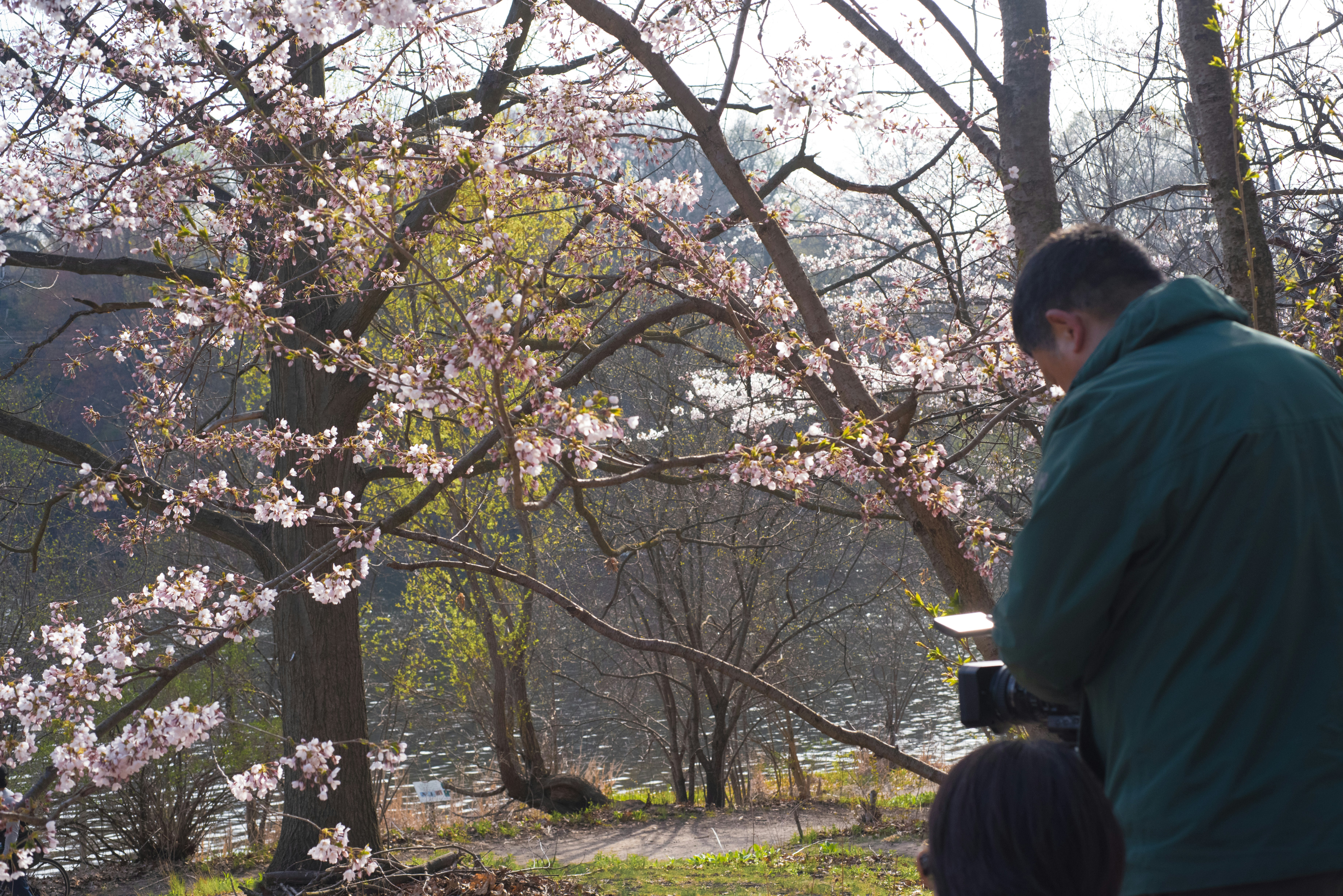 Man filming cherry blossoms in a park