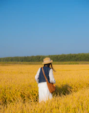 Woman in straw hat walks through golden rice field.