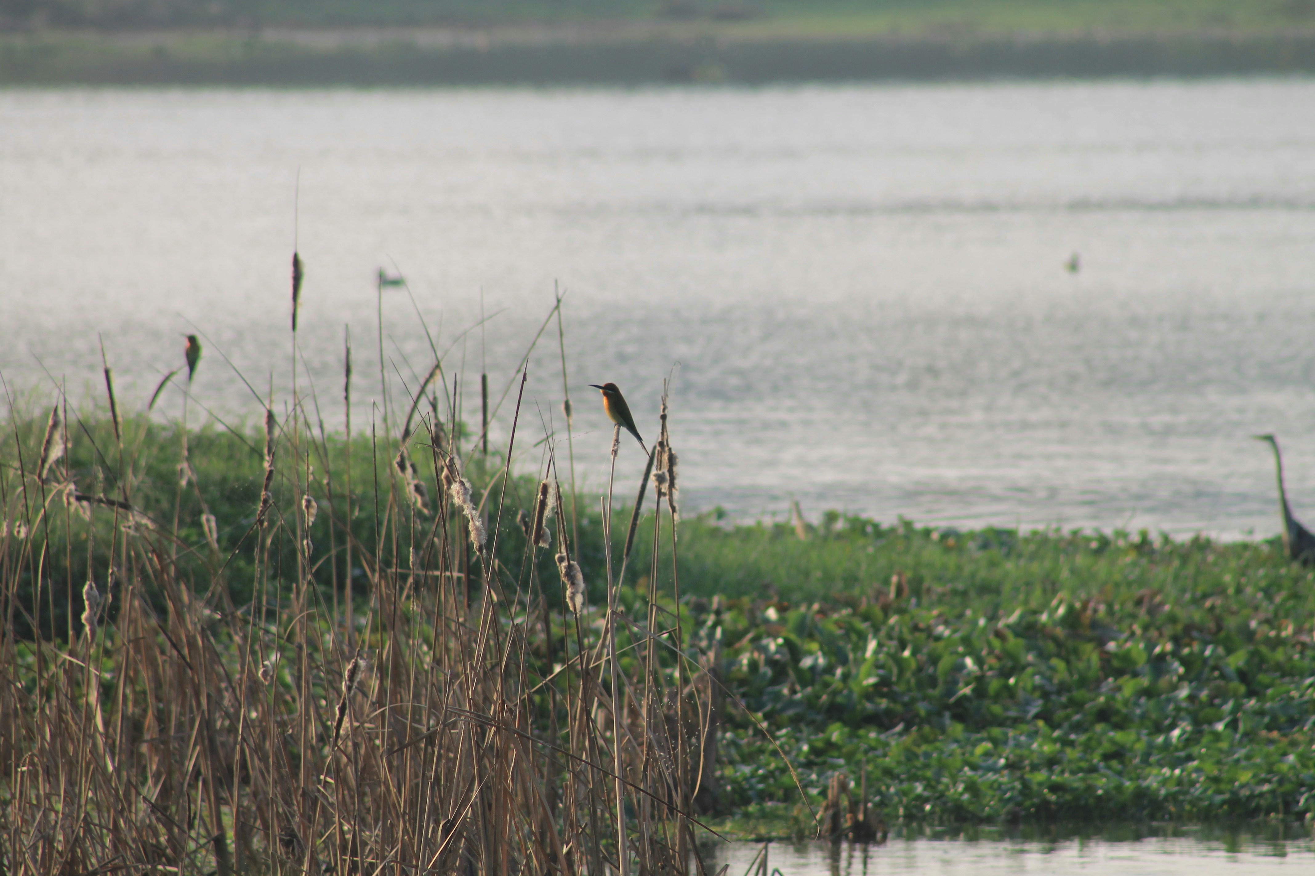 Photo by varun_venugopal