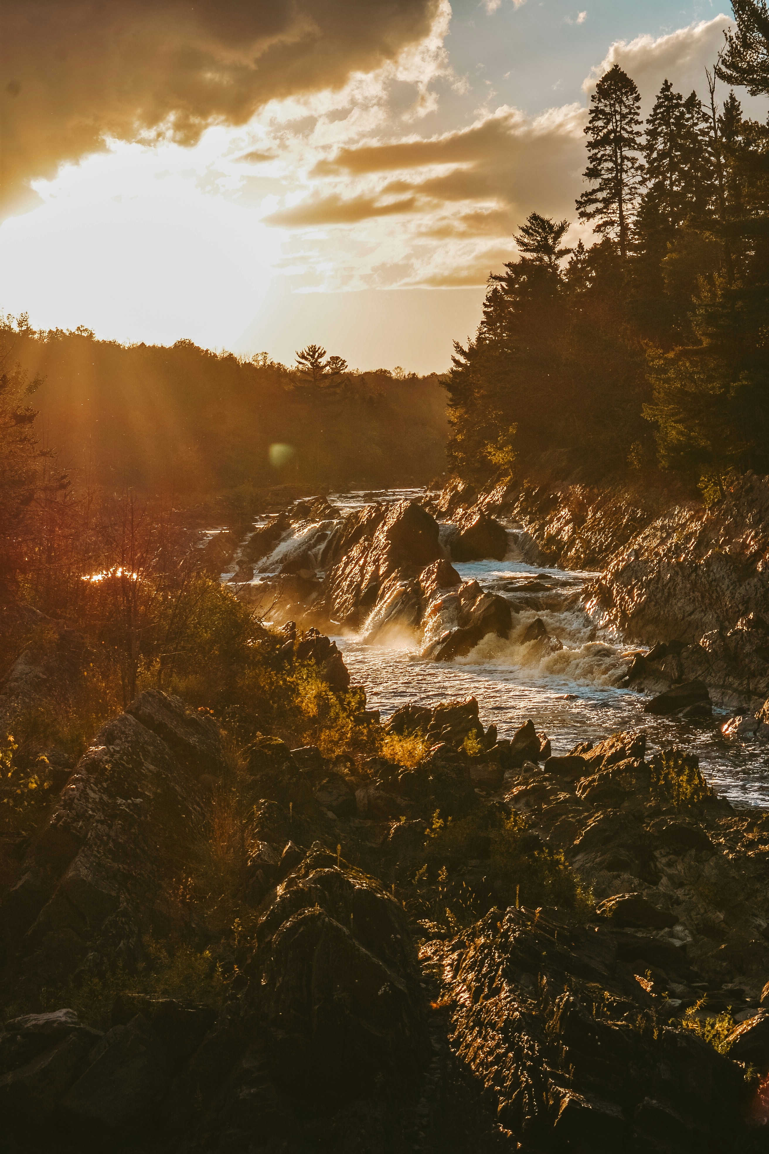 Sunlight streams through trees onto rocky river rapids.