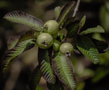 Green guavas growing on a tree branch.