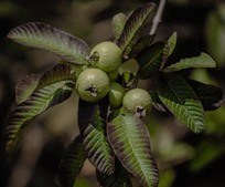 Green guavas growing on a tree branch.