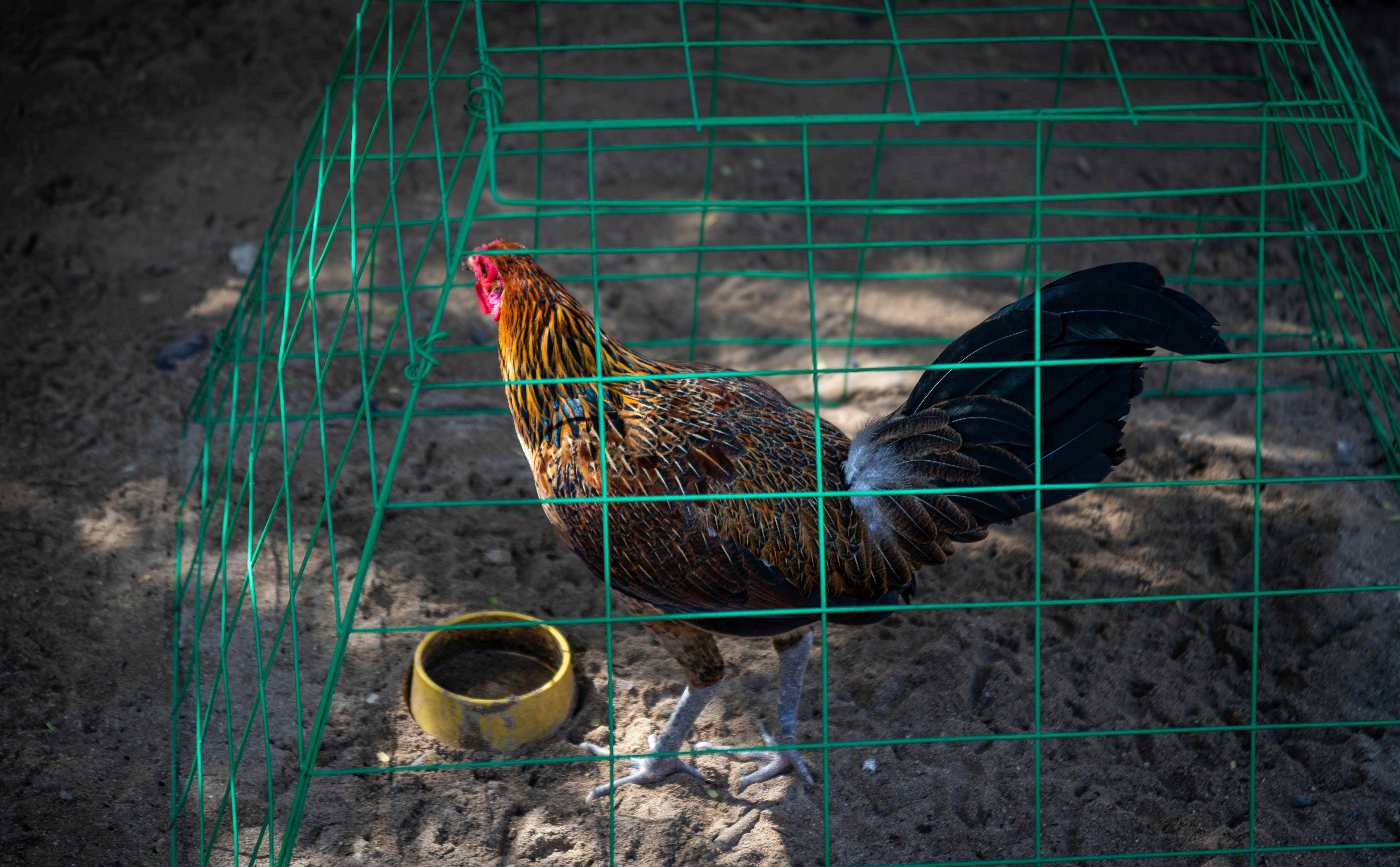 A rooster stands in a green cage with a bowl.