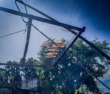 Fish drying on a rack under a blue sky.