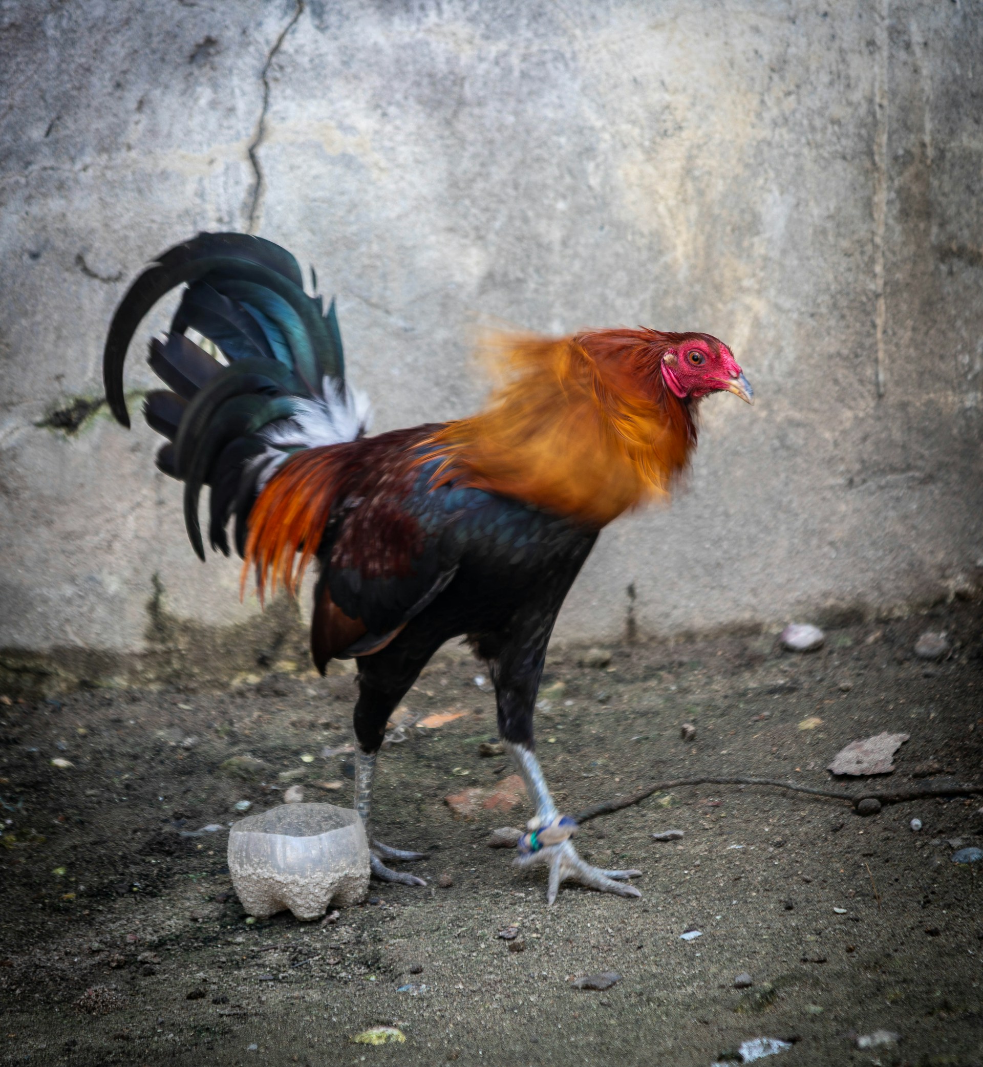 Rooster with colorful plumage stands near a concrete wall.
