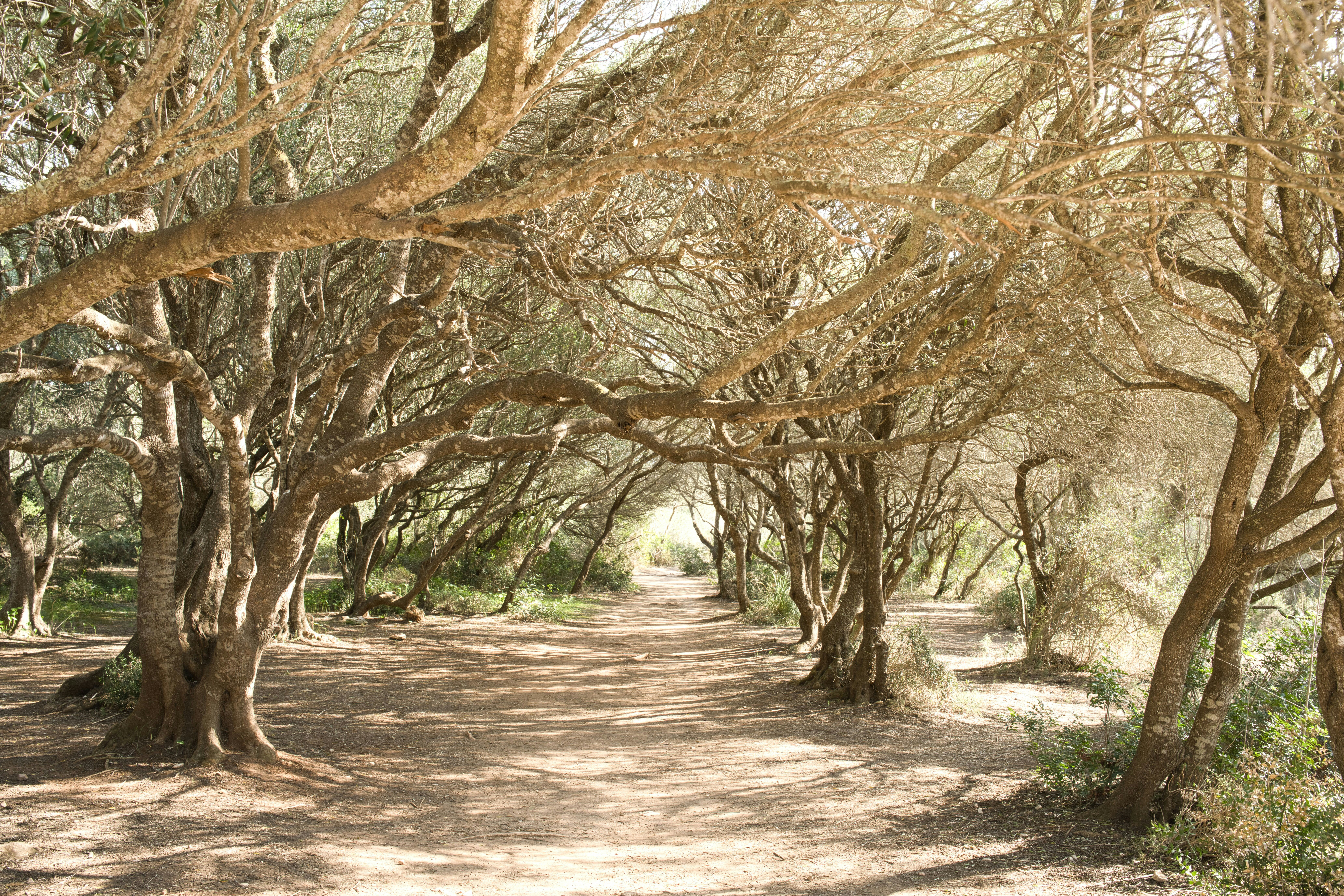 A dirt path through a sun-dappled tree tunnel
