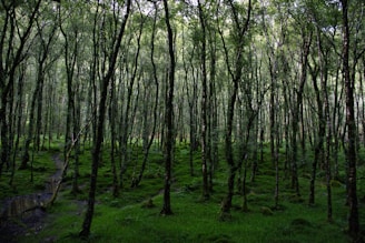 Dense forest with tall, slender trees and green undergrowth