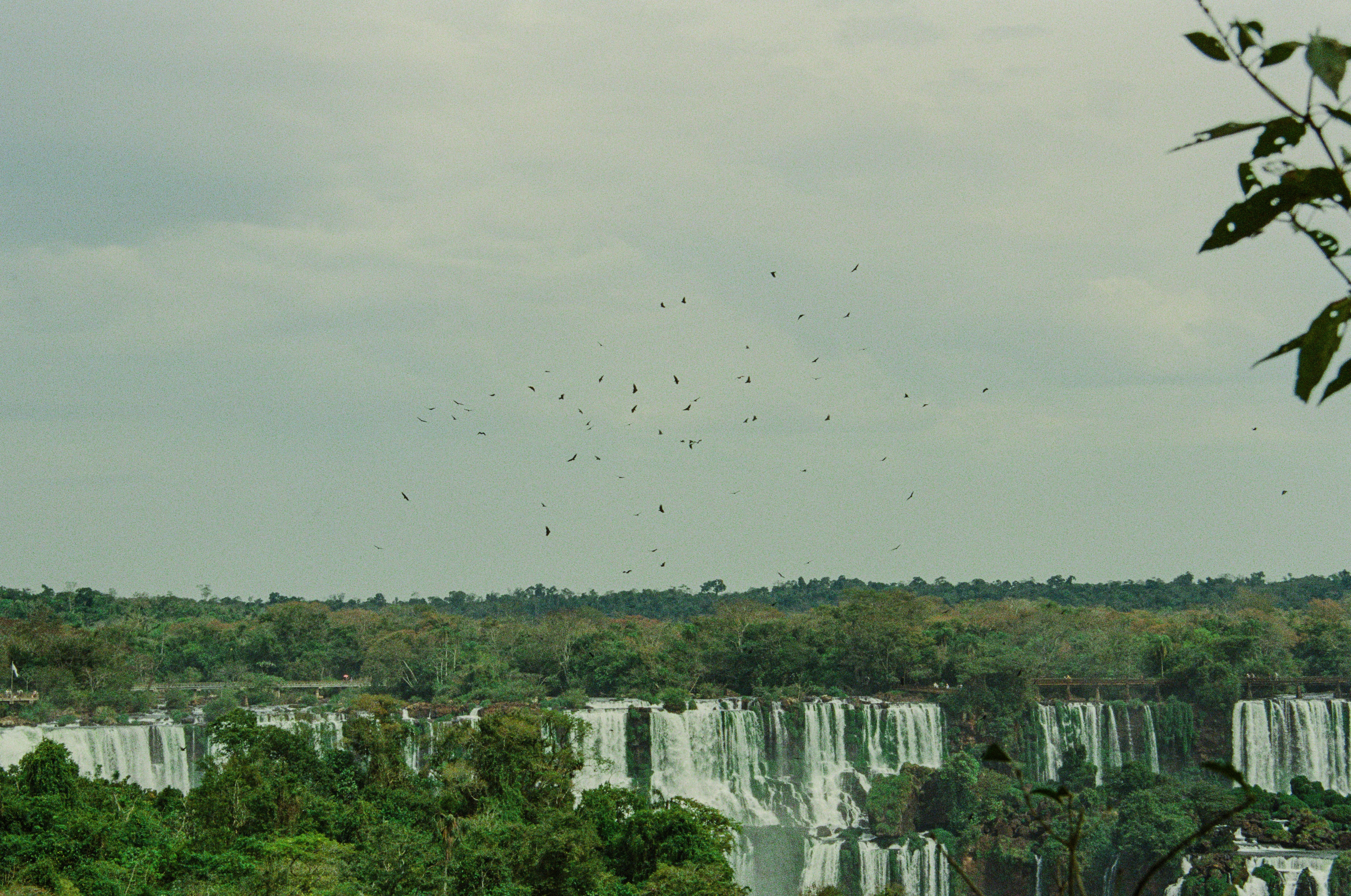 Wide view of a lush green forest with a waterfall.