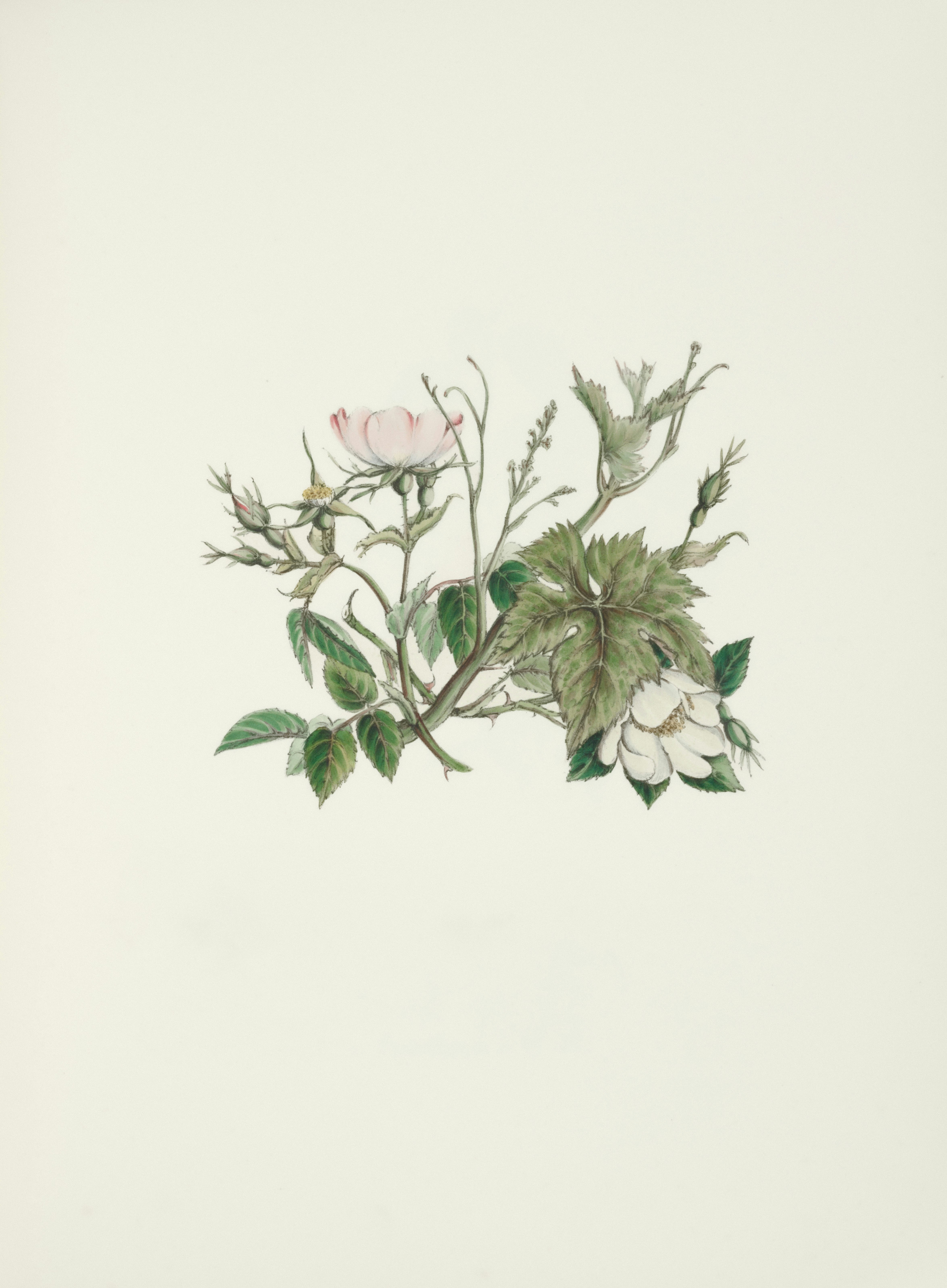 vintage botanical illustration, wallpaper, Sejarah Virus Menurut Adolf Mayer: Penemuan Awal 3