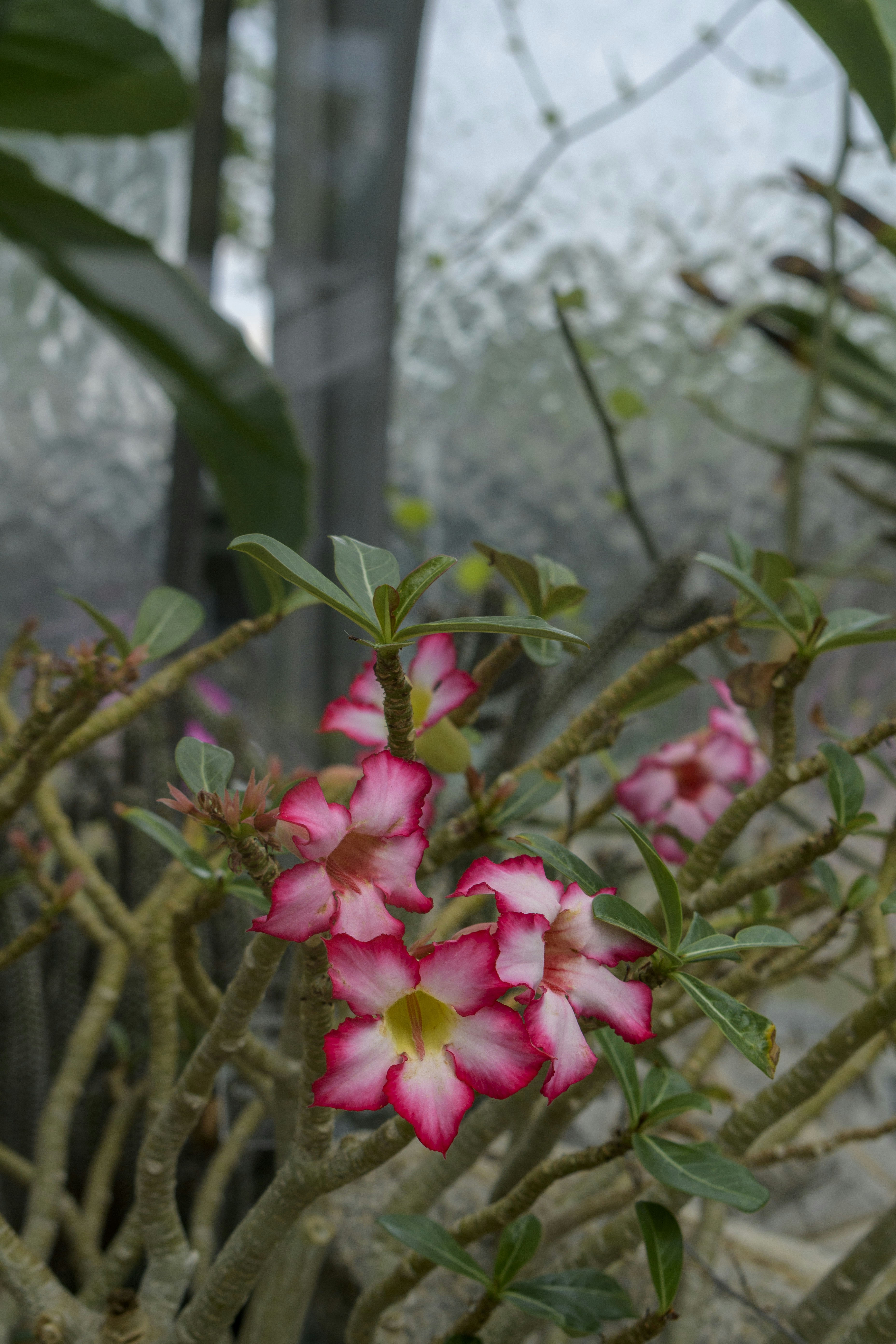 Pink desert rose flowers with green leaves and branches.