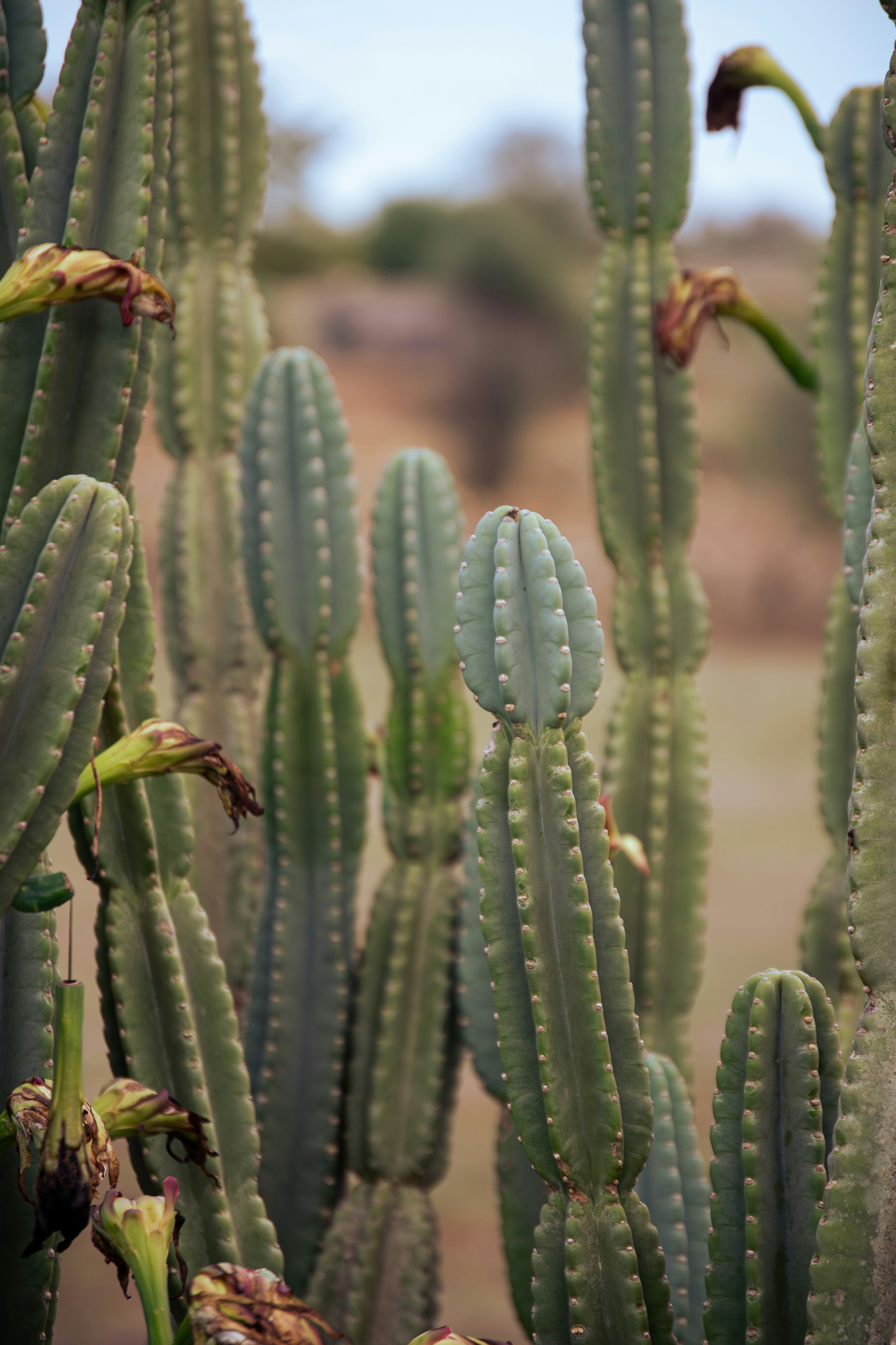 Photo by fratorsello