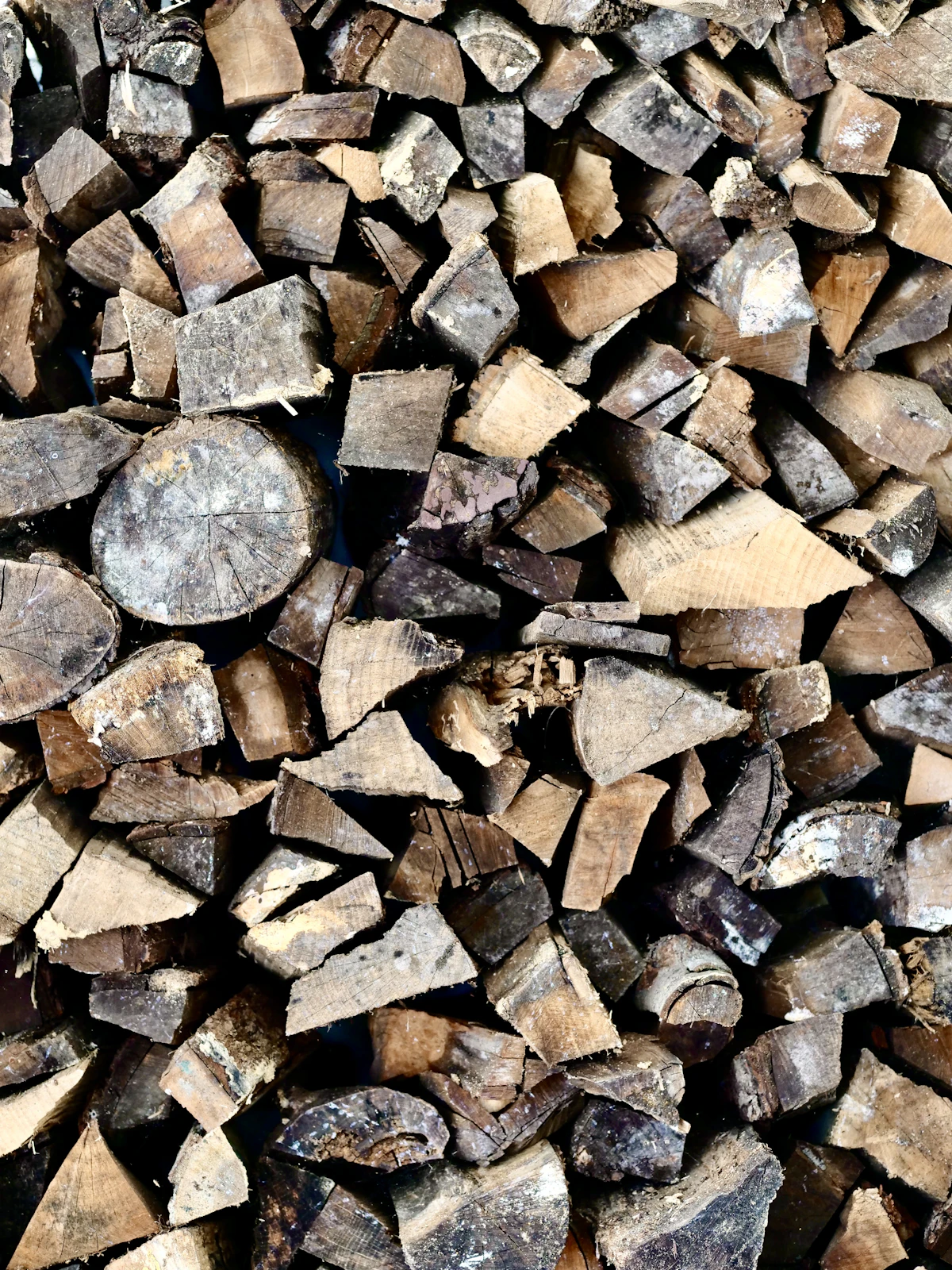 Bûches de hêtre