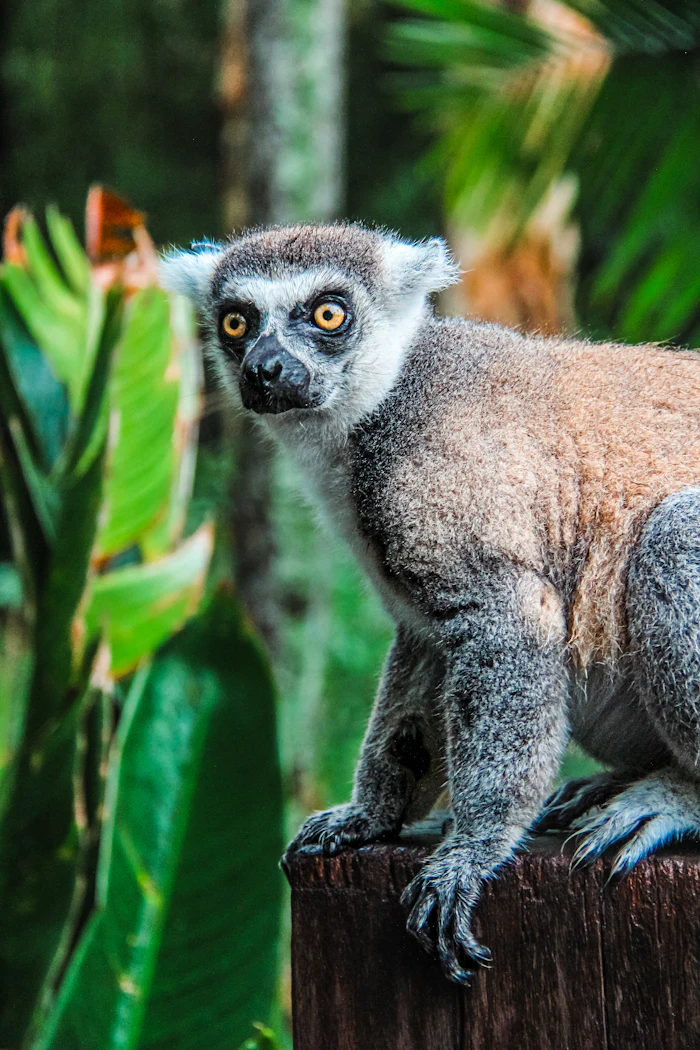 Antananarivo & Manambato Sojourn — Madagascar