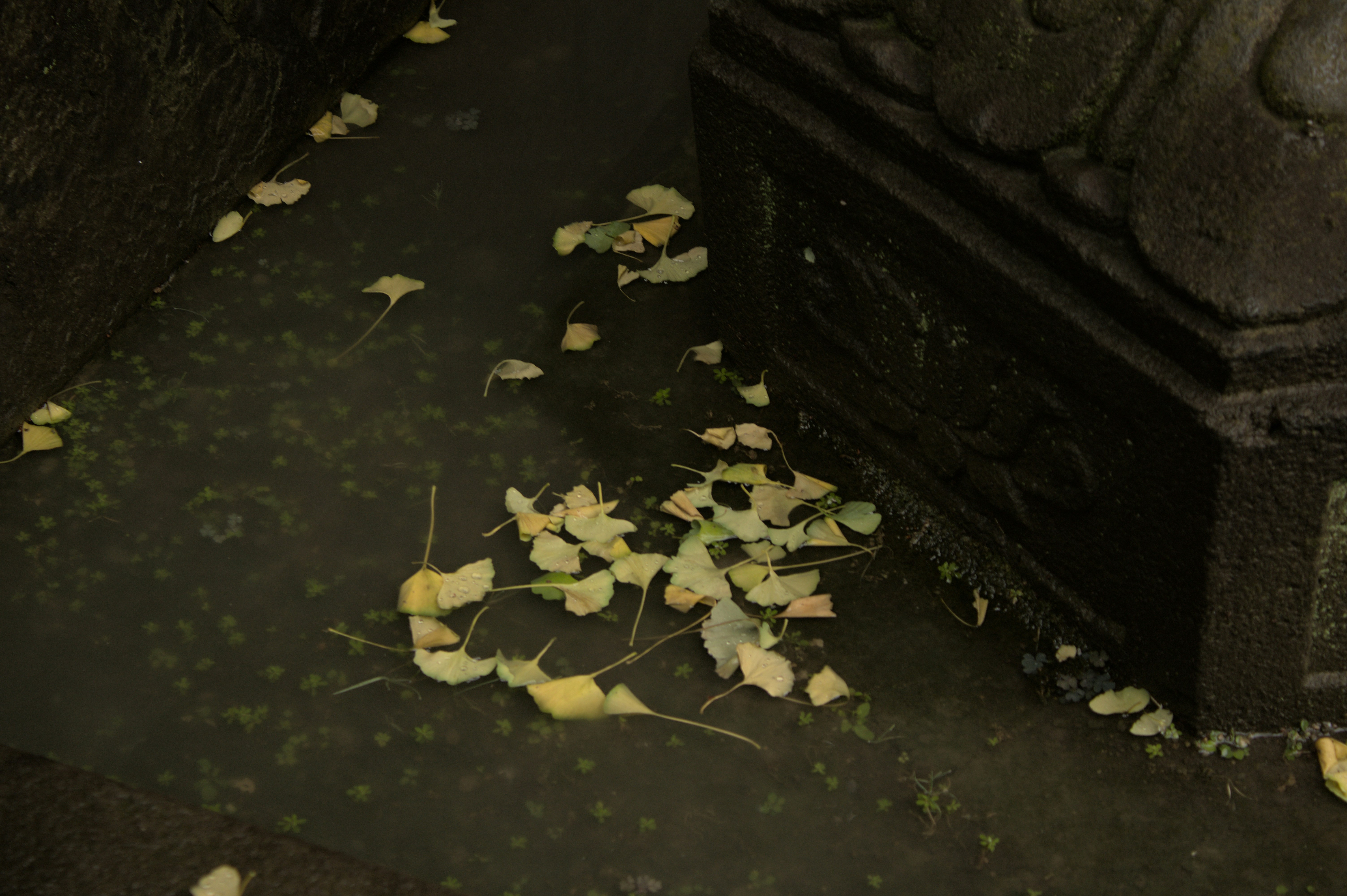 Yellow leaves scattered on wet pavement near stone structure