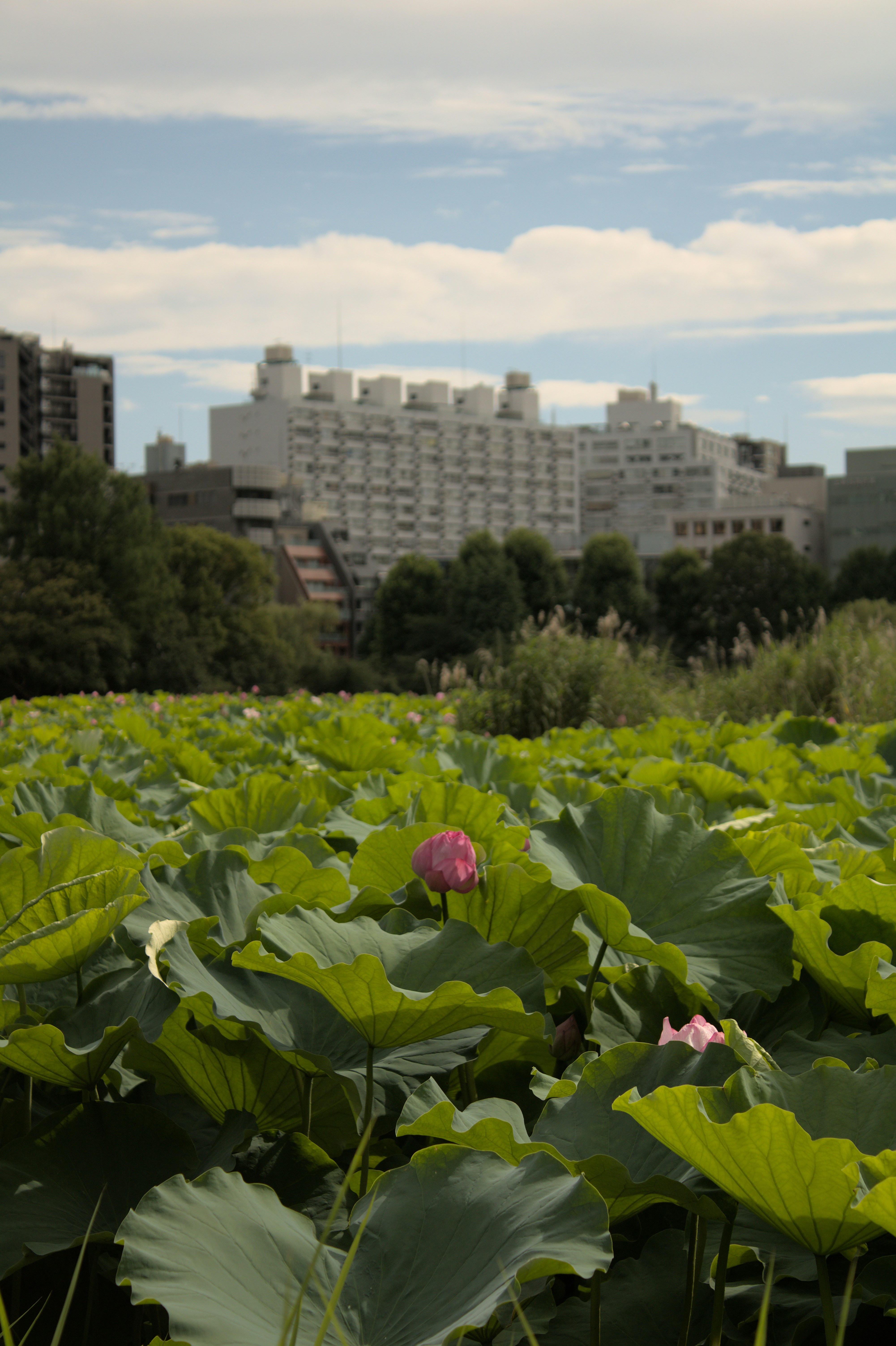 Lotus flowers bloom amidst large green leaves with buildings behind.