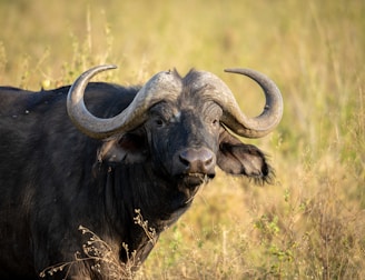 Cape buffalo with large curved horns in grassy field.