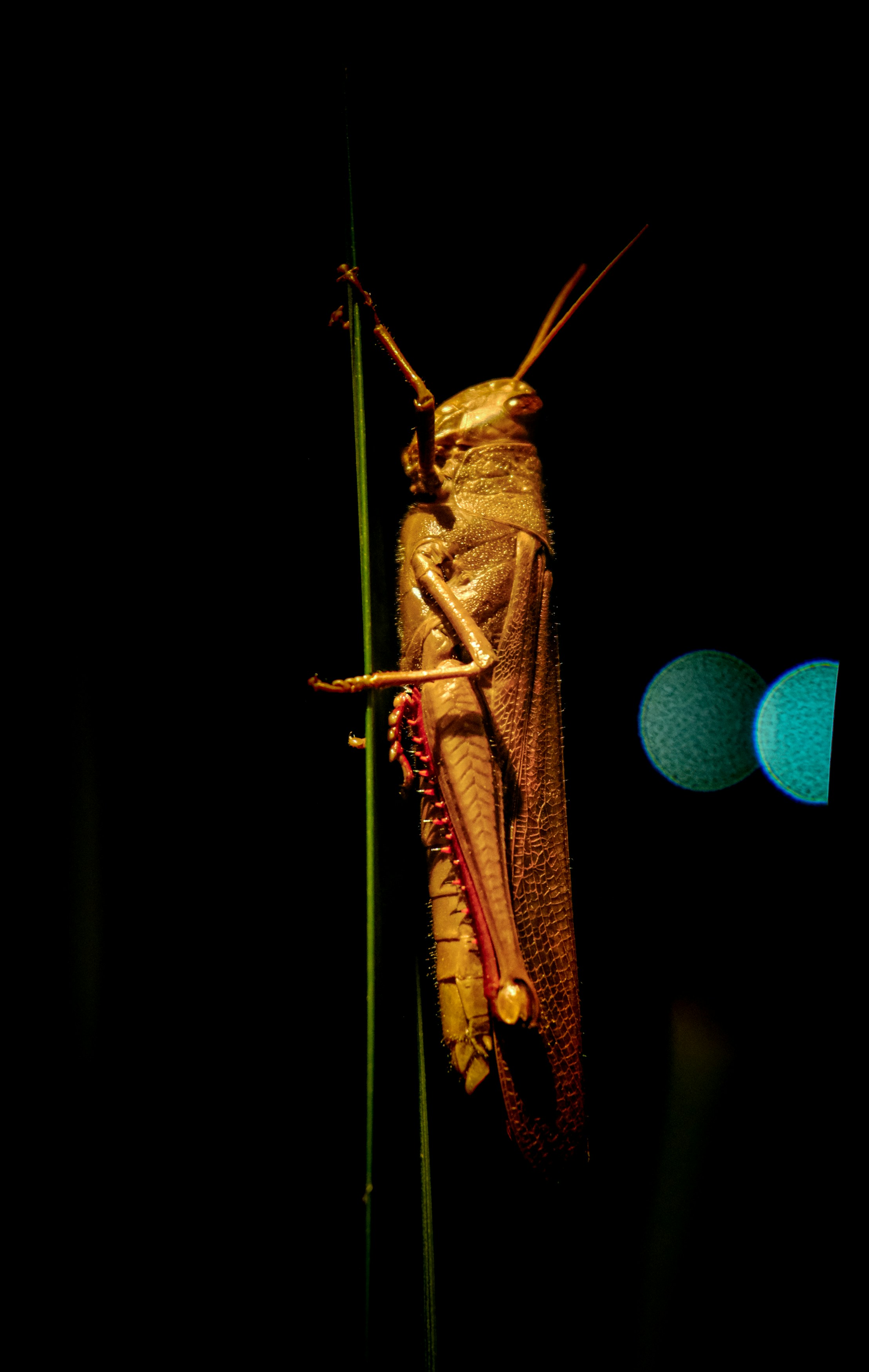 A grasshopper clings to a green stalk at night.