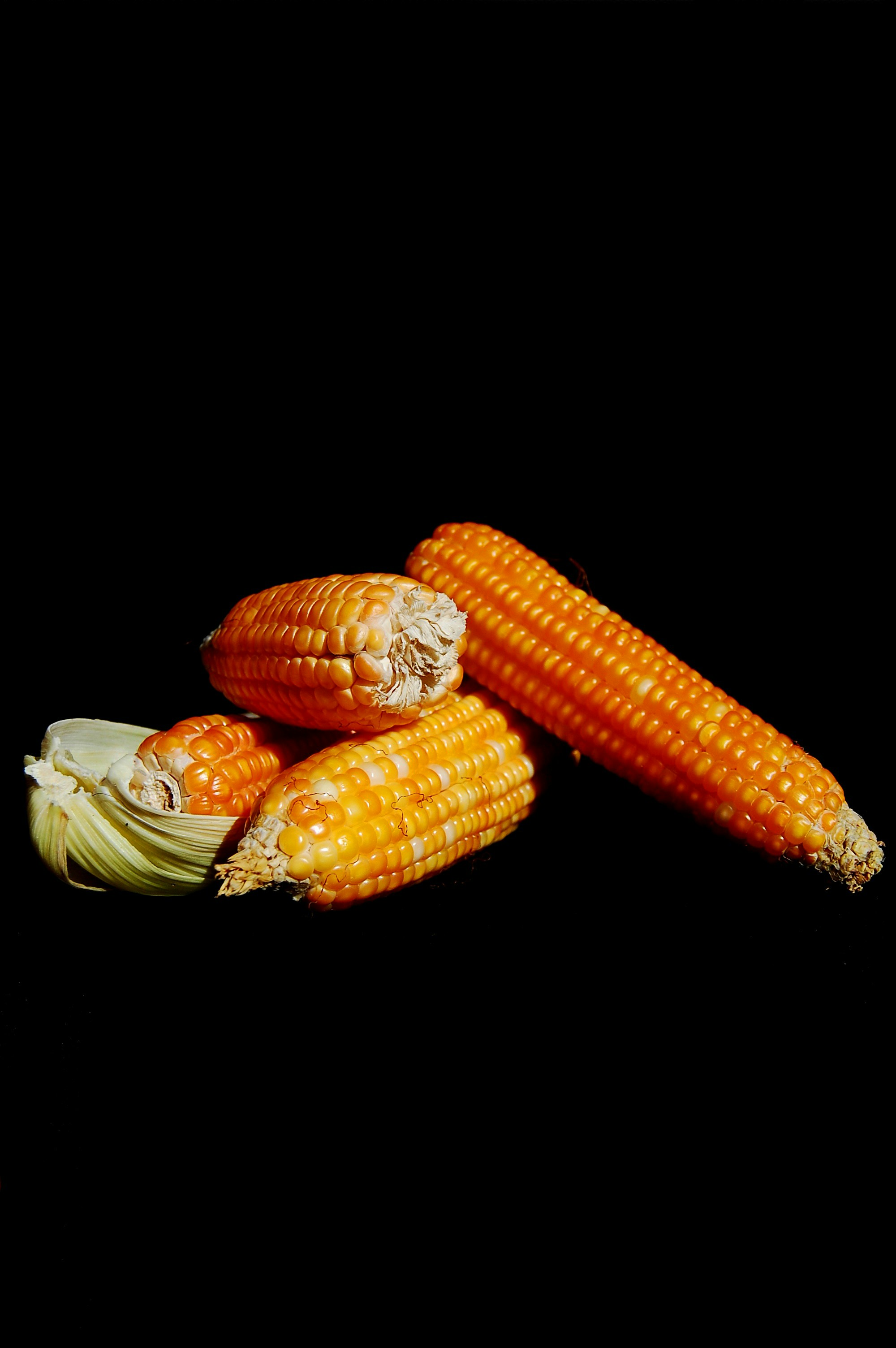 Several ears of dried corn on black background