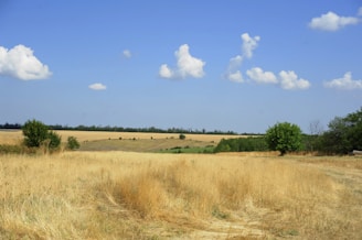 Dry golden grass field under a blue sky.