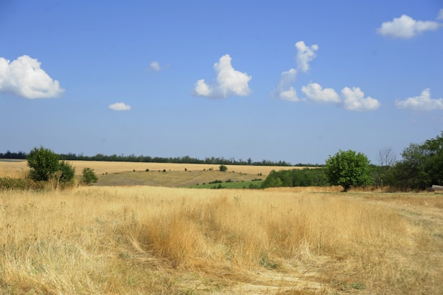 Dry golden grass field under a blue sky.