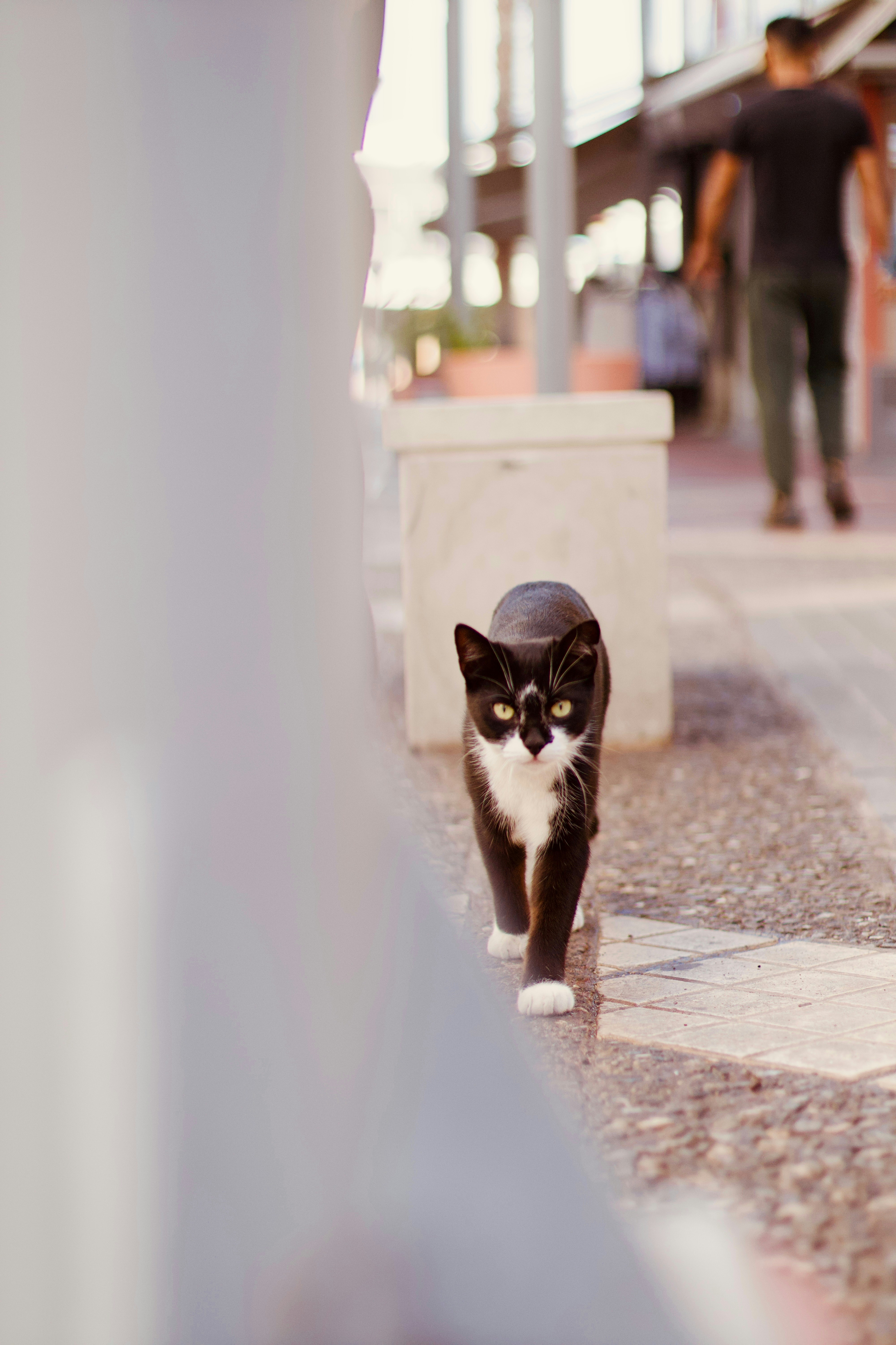 A black and white cat walks on a sidewalk.
